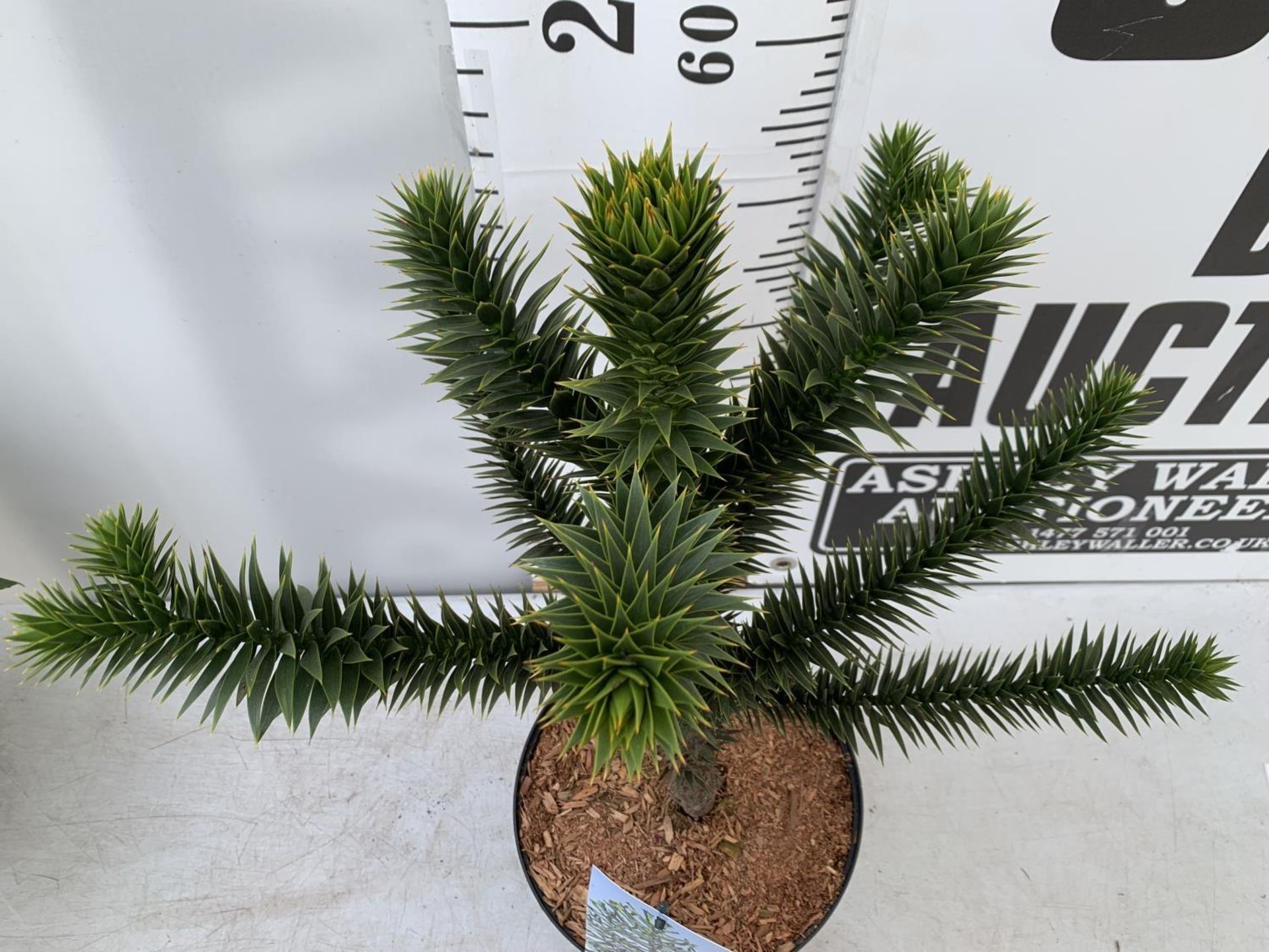 ONE MONKEY PUZZLE TREE ARAUCARIA ARAUCANA APPROX 70CM IN HEIGHT IN A 5 LTR POT PLUS VAT - Image 2 of 4