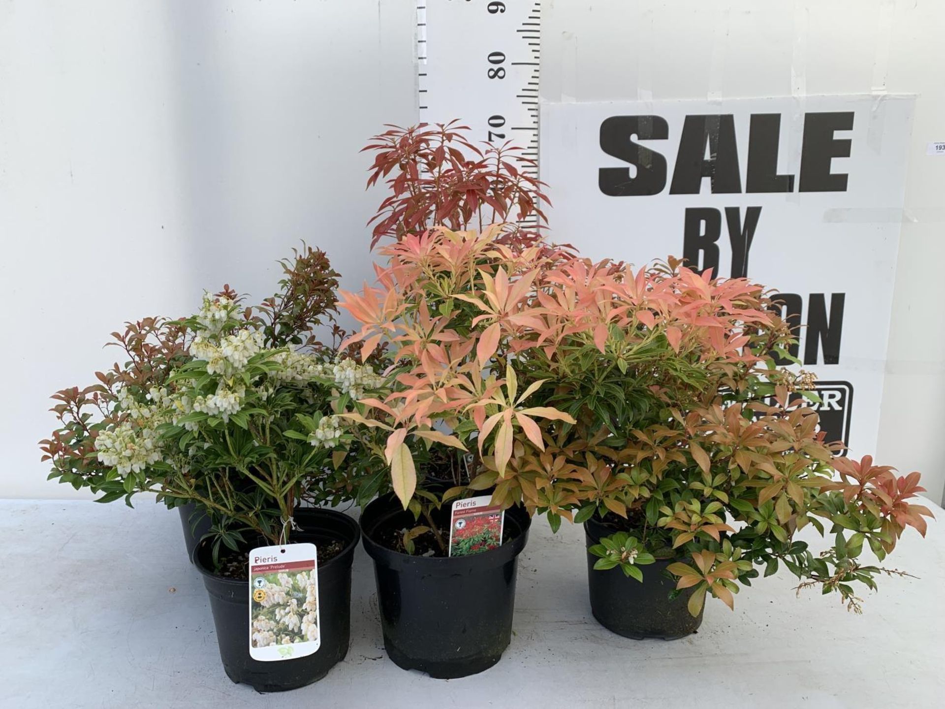 FIVE MIXED PIERIS TO INCLUDE PRELUDE, LITTLE HEATH GREEN, FOREST FLAME ETC 50-70CM TALL TO BE SOLD - Image 2 of 15