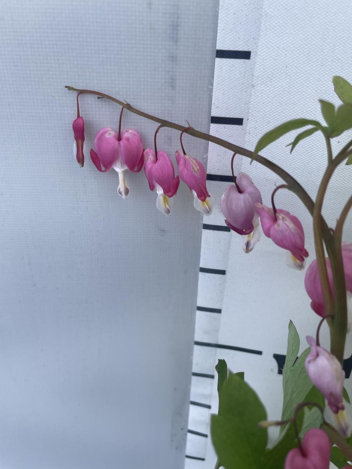 SIX DICENTRA SPECTABILIS BLEEDING HEART 50CM TALL IN 2 LTR POTS TO BE SOLD FOR THE SIX PLUS VAT - Image 7 of 11