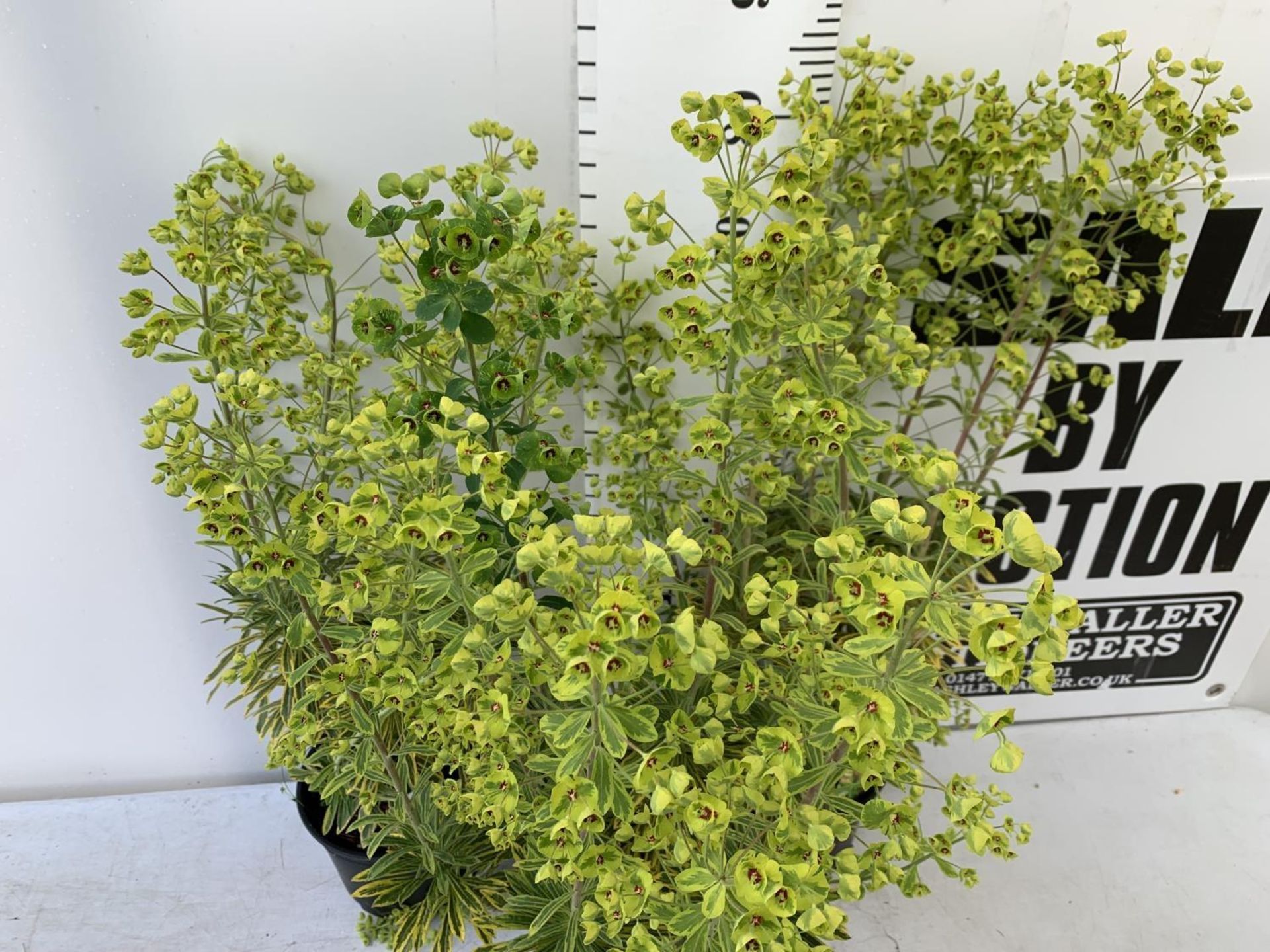 THREE EUPHORBIA ASCOT RAINBOW 90CM TALL TO BE SOLD FOR THE THREE IN 3 LTR POTS PLUS VAT - Image 3 of 5