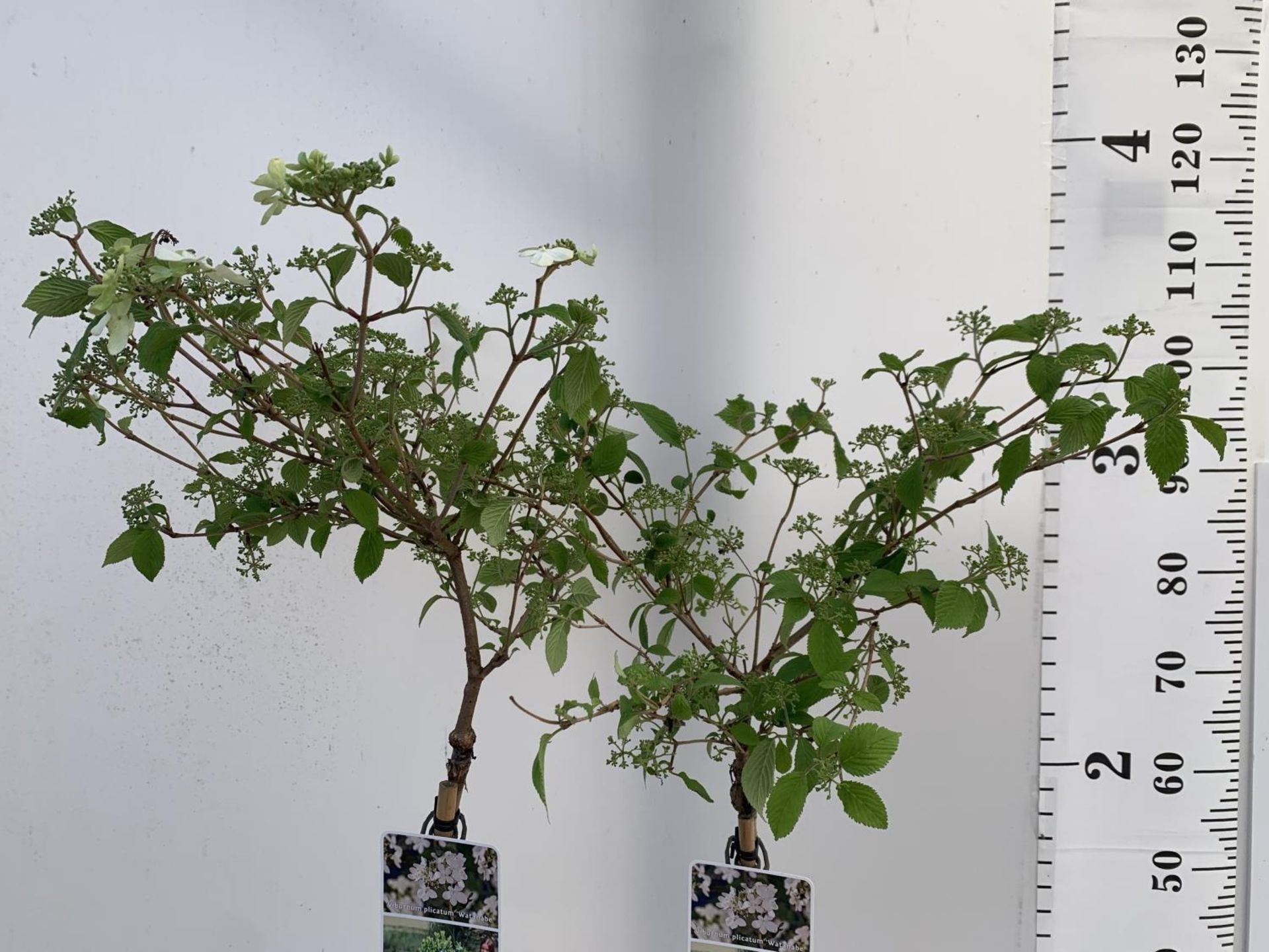 TWO STANDARD VIBERNUM PLICATUM WATANABE IN 3 LTR POTS 100CM TALL PLUS VAT TO BE SOLD FOR THE TWO - Image 4 of 15