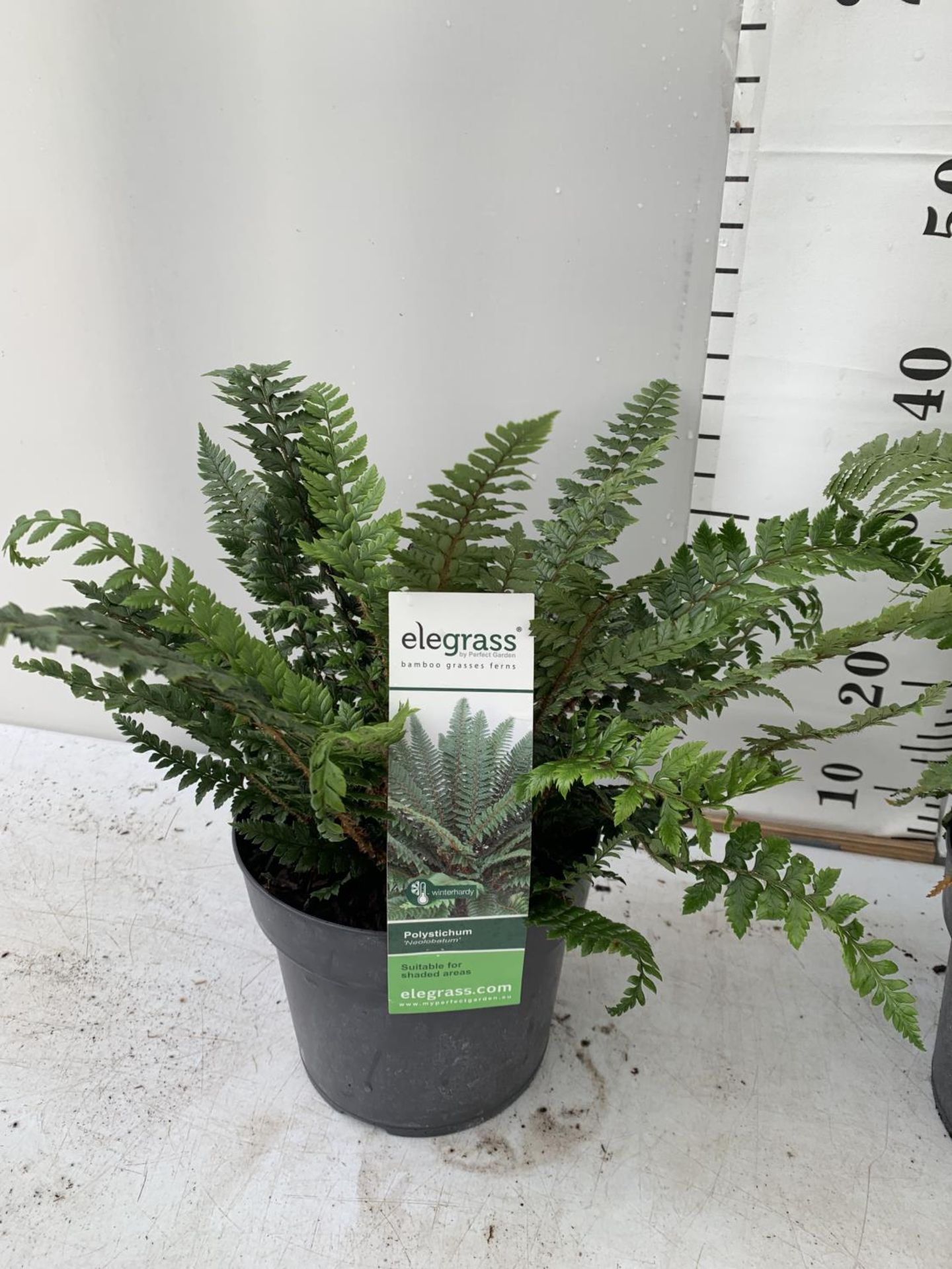 TWO LARGE ELEGRASS FERNS POLYSTICHUM AND DRYOPTERIS IN 3 LTR POTS 30-40CM TALL TO BE SOLD FOR THE - Image 3 of 9