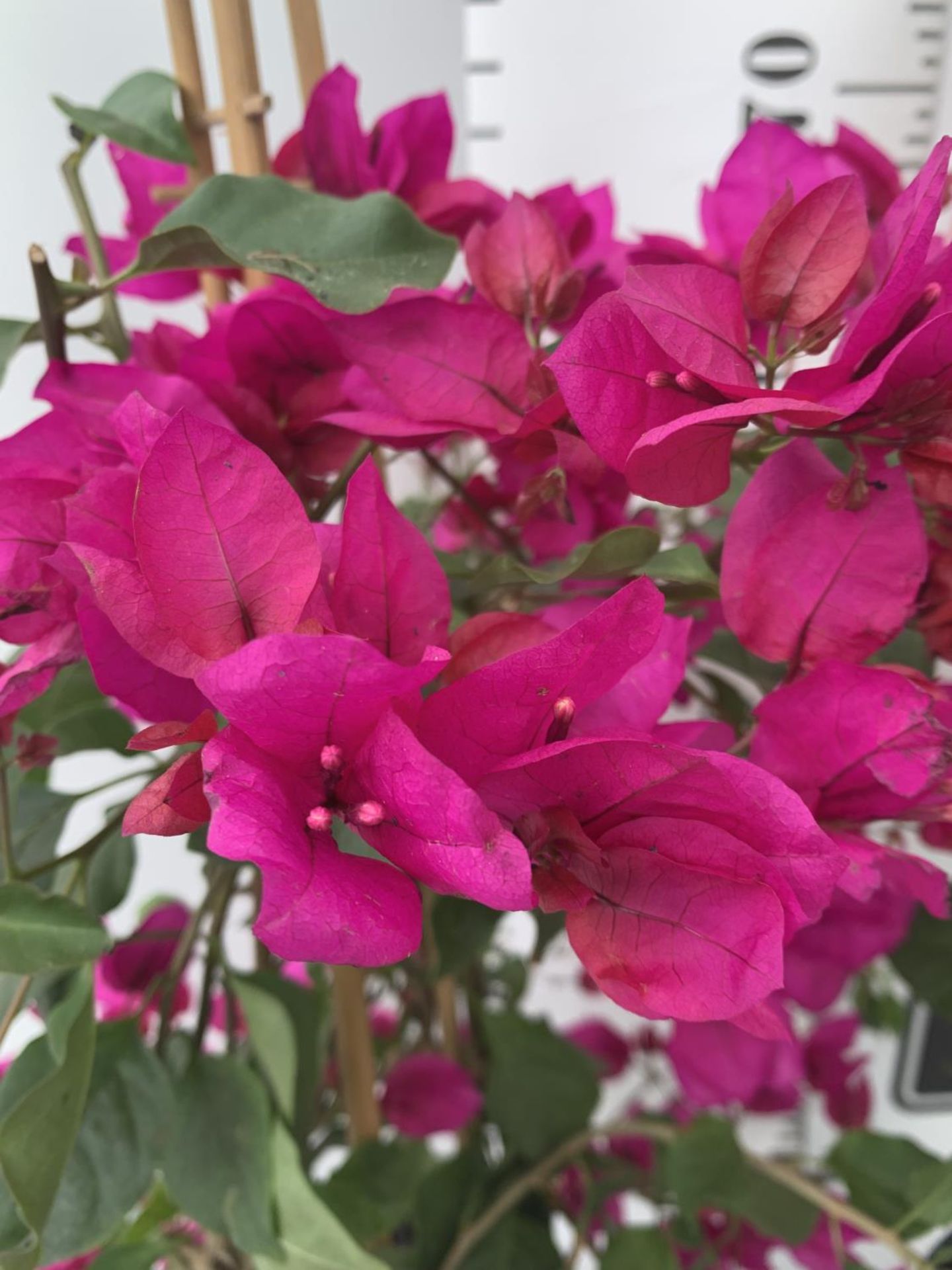 TWO BOUGAINVILLEA SANDERINA ON A PYRAMID FRAME, 3 LTR POTS HEIGHT 70-80CM. PATIO READY TO BE SOLD - Image 2 of 5