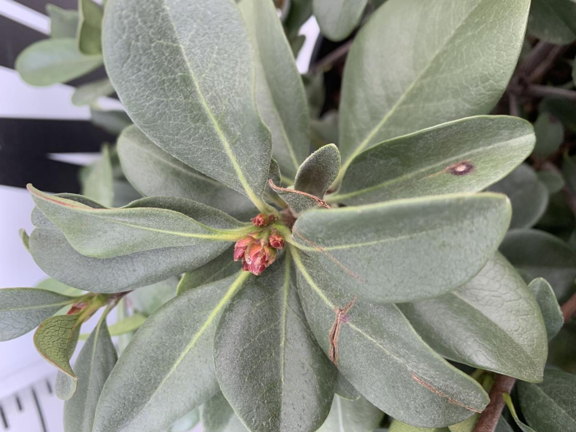 TWO RHAPIOLEPIS UMBELLATA IN 7LTR POTS APPROX 55CM IN HEIGHT PLUS VAT TO BE SOLD FOR THE TWO - Image 5 of 12