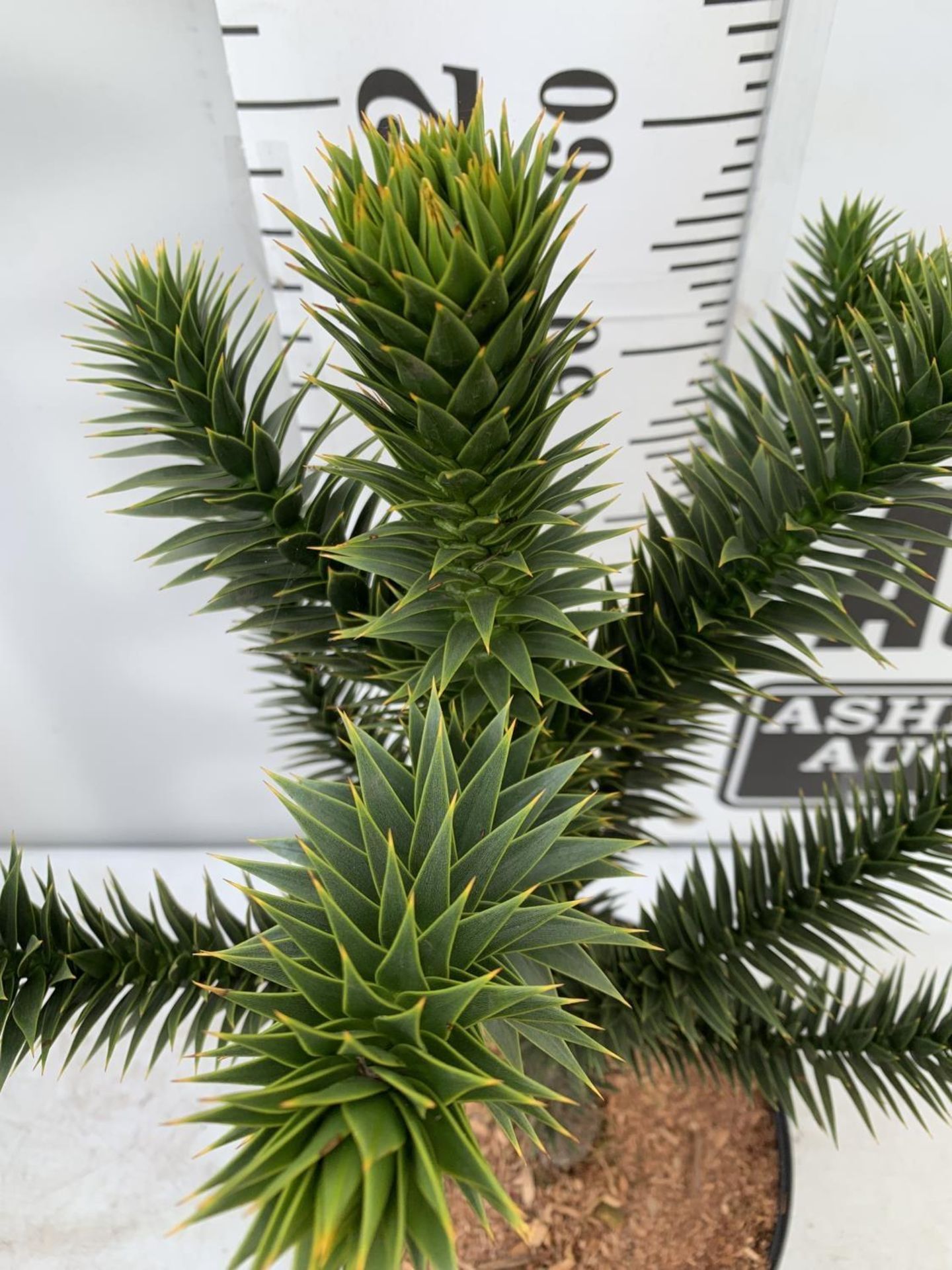 ONE MONKEY PUZZLE TREE ARAUCARIA ARAUCANA APPROX 70CM IN HEIGHT IN A 5 LTR POT PLUS VAT - Image 3 of 4