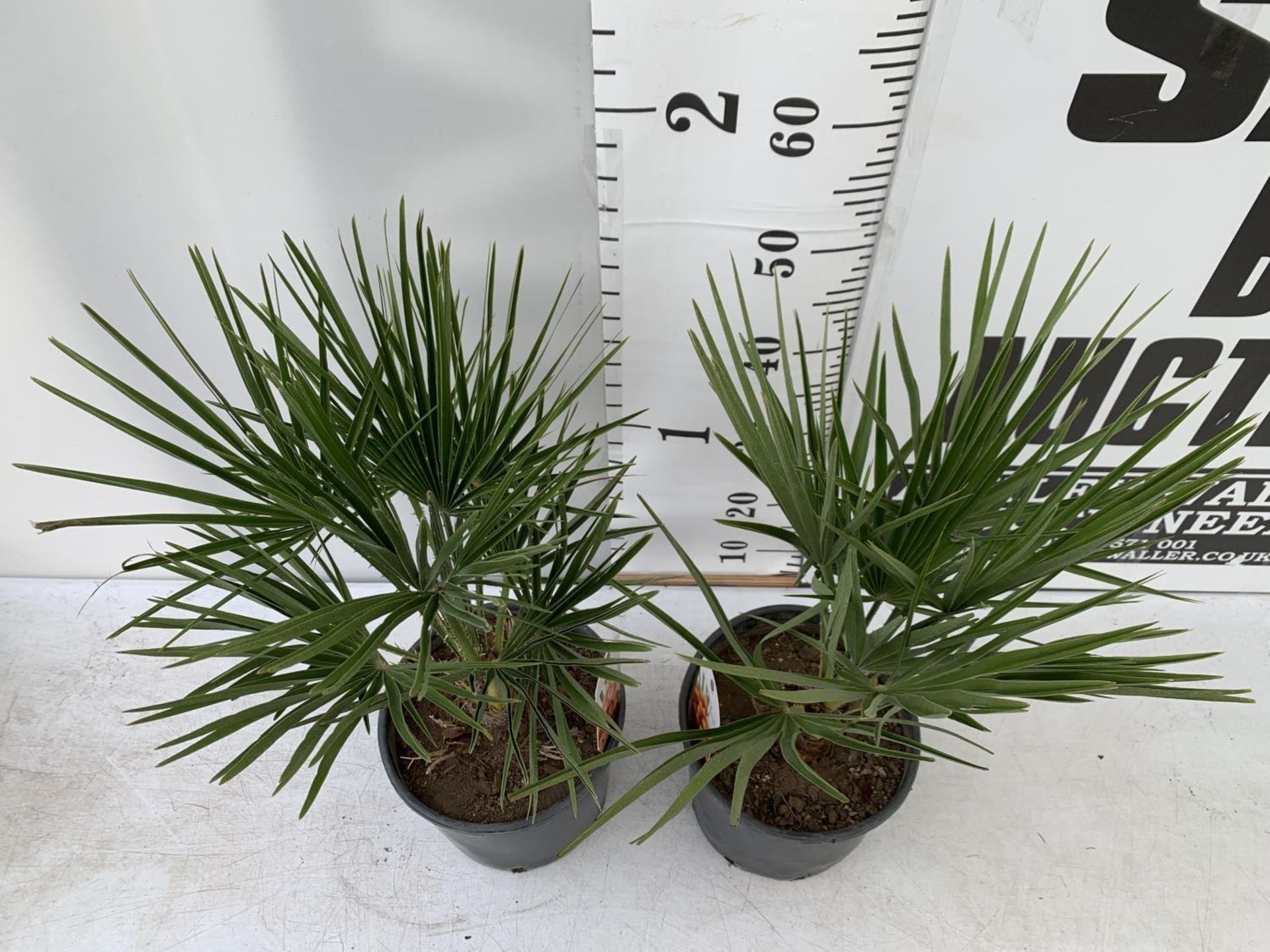 TWO CHAMAEROPS HUMILIS HARDY IN 3 LTR POTS APPROX 60CM IN HEIGHT PLUS VAT TO BE SOLD FOR THE TWO - Image 3 of 6