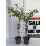 TWO STANDARD VIBERNUM PLICATUM WATANABE IN 3 LTR POTS OVER A METRE TALL PLUS VAT TO BE SOLD FOR