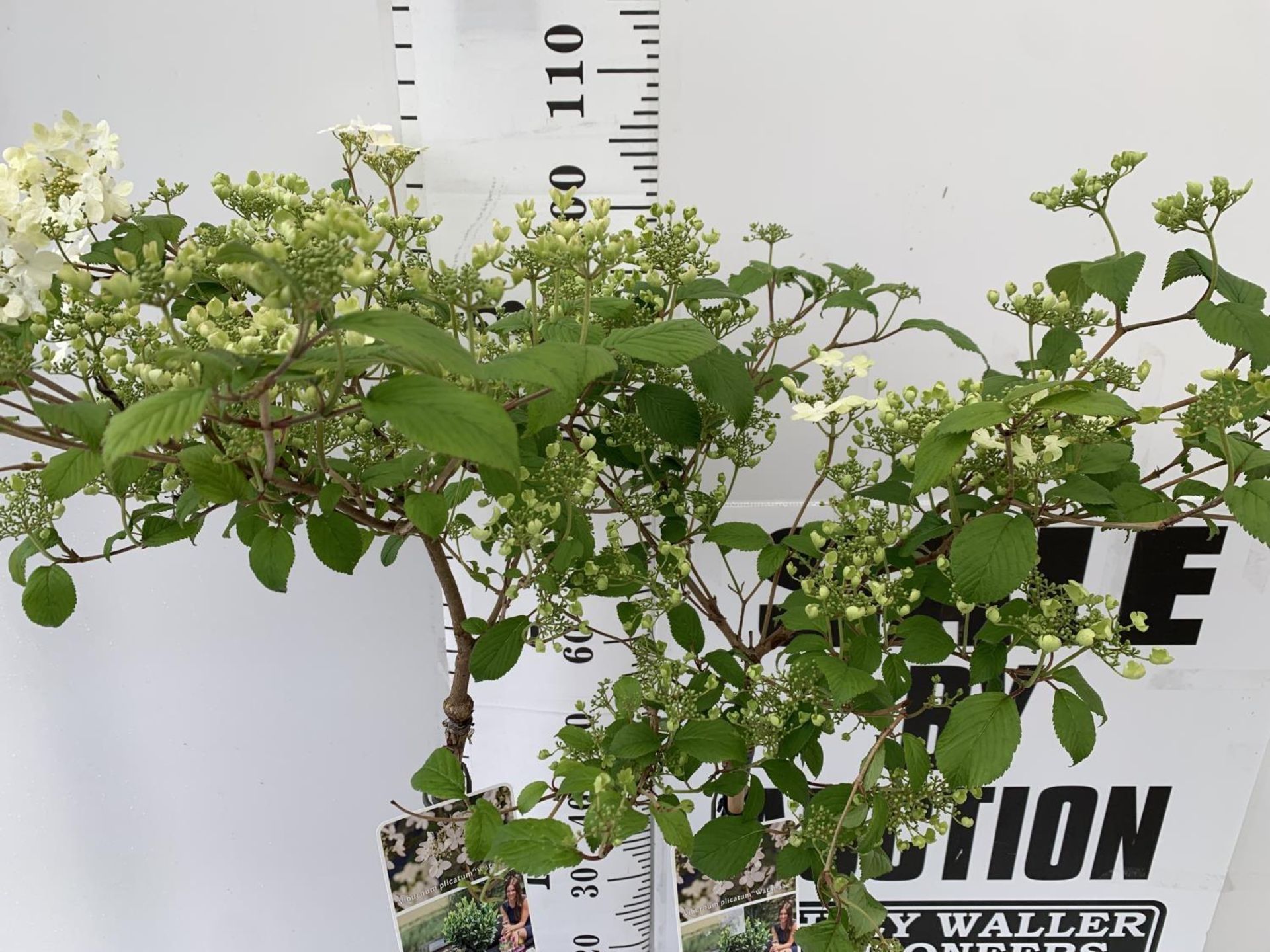 TWO STANDARD VIBERNUM PLICATUM WATANABE IN 3 LTR POTS 100CM TALL PLUS VAT TO BE SOLD FOR THE TWO - Image 5 of 15