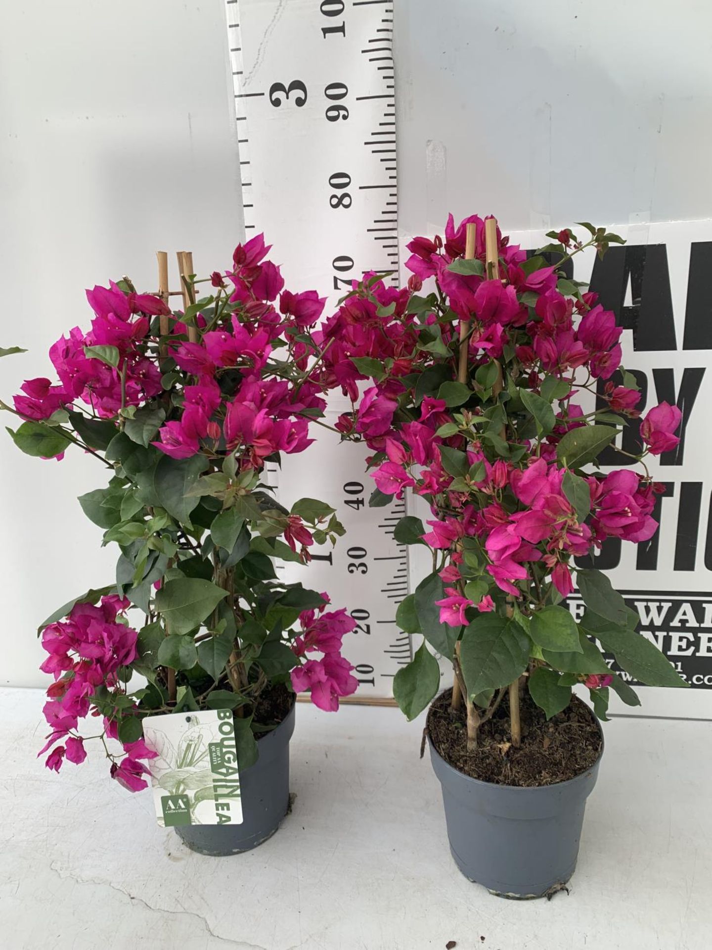 TWO BOUGAINVILLEA SANDERINA ON A PYRAMID FRAME, 3 LTR POTS HEIGHT 70-80CM. PATIO READY TO BE SOLD - Image 5 of 5