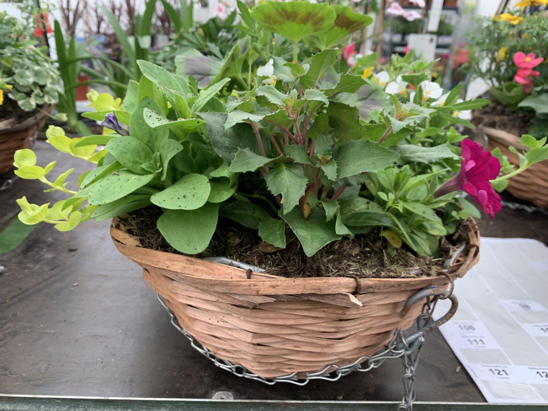 TWO WICKER HANGING BASKETS WITH MIXED BEDDING AND TRAILING PLANTS TO INCLUDE PETUNIA, MARIGOLD, - Bild 7 aus 9