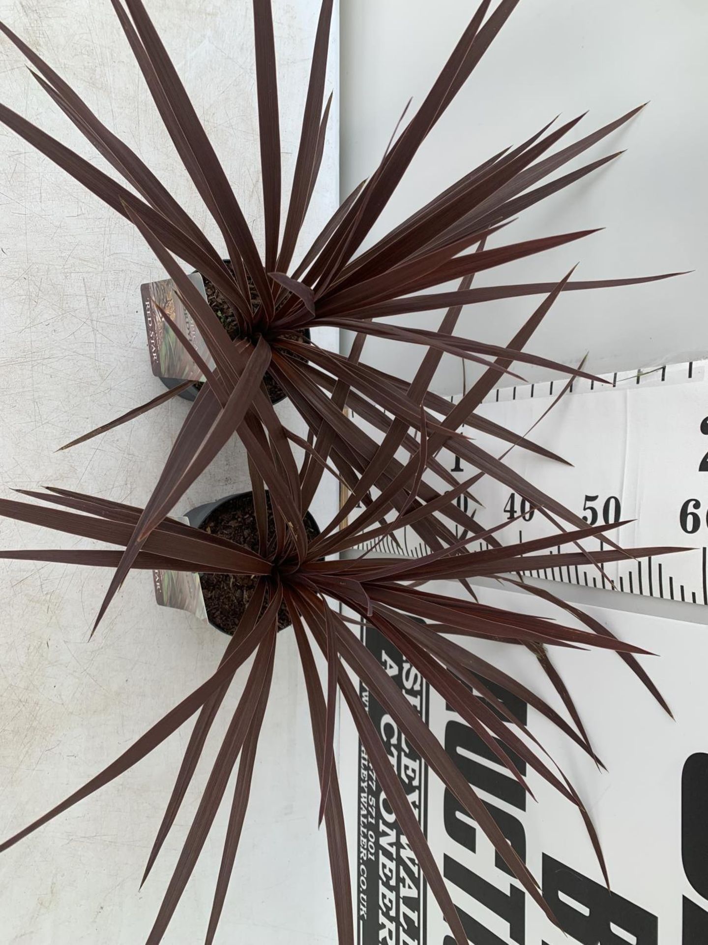 TWO CORDYLINE AUSTRALIS RED STAR IN 2 LTR POTS HEIGHT 60CM PLUS VAT TO BE SOLD FOR THE TWO - Image 2 of 5