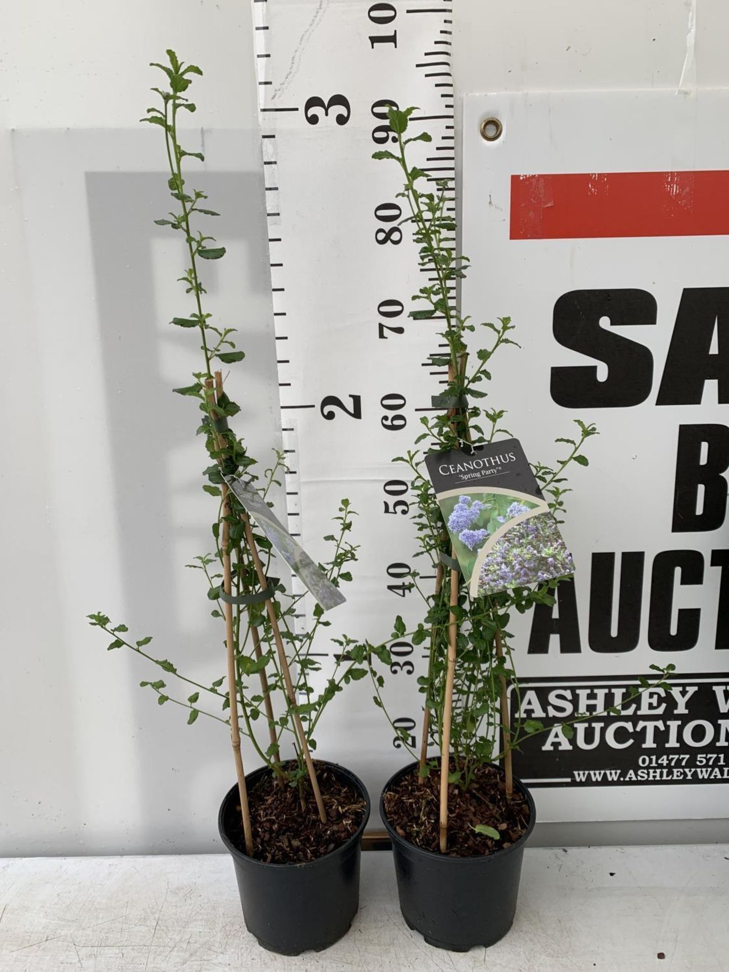 TWO CEANOTHUS 'SPRING PARTY' IN A 2 LTR POT ON A PYRAMID FRAME 90CM TALL PLUS VAT TO BE SOLD FOR THE - Image 2 of 7