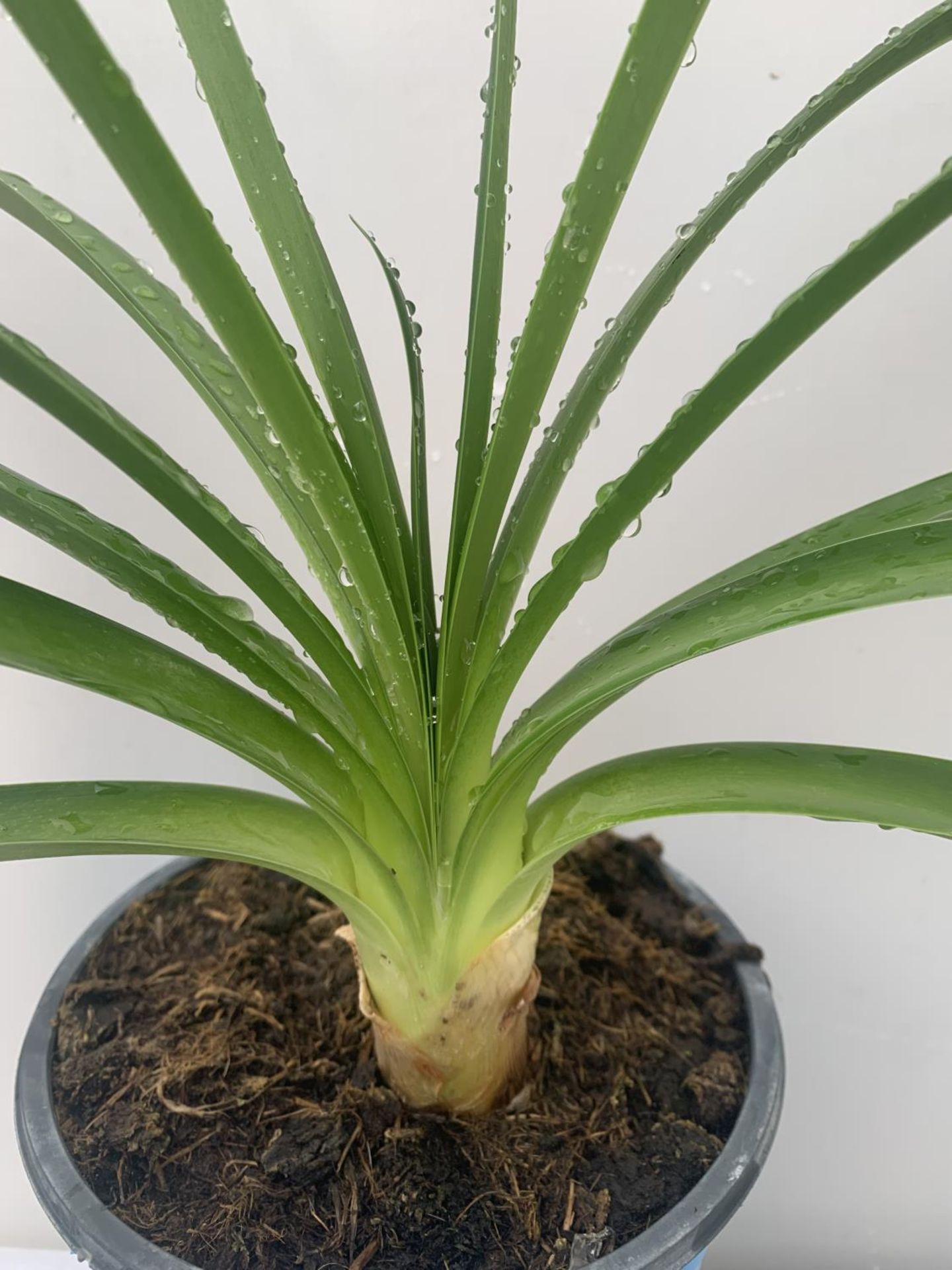 TWO AGAPANTHUS AFRICANUS IN 2 LTR POTS APPROX 50CM IN HEIGHT PLUS VAT TO BE SOLD FOR THE TWO - Image 3 of 3