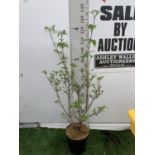 ONE CORNUS KOUSA 'CHINA GIRL' TREE APPROX 130CM IN HEIGHT IN A 7 LTR POT PLUS VAT
