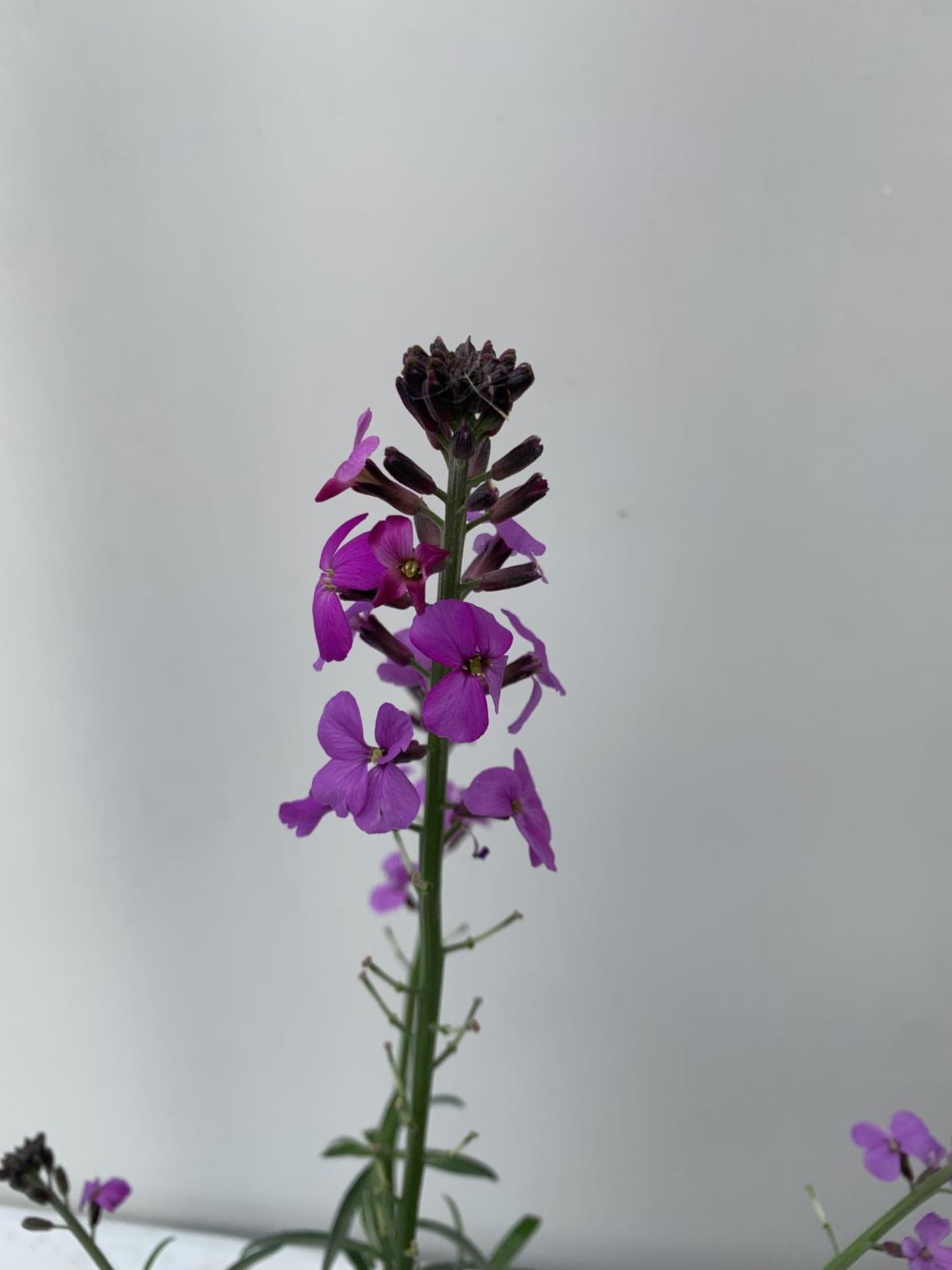 SIX ERYSIMUM BOWLES MAUVE IN 2 LTR POTS 40-50CM TALL TO BE SOLD FOR THE SIX PLUS VAT - Image 4 of 5