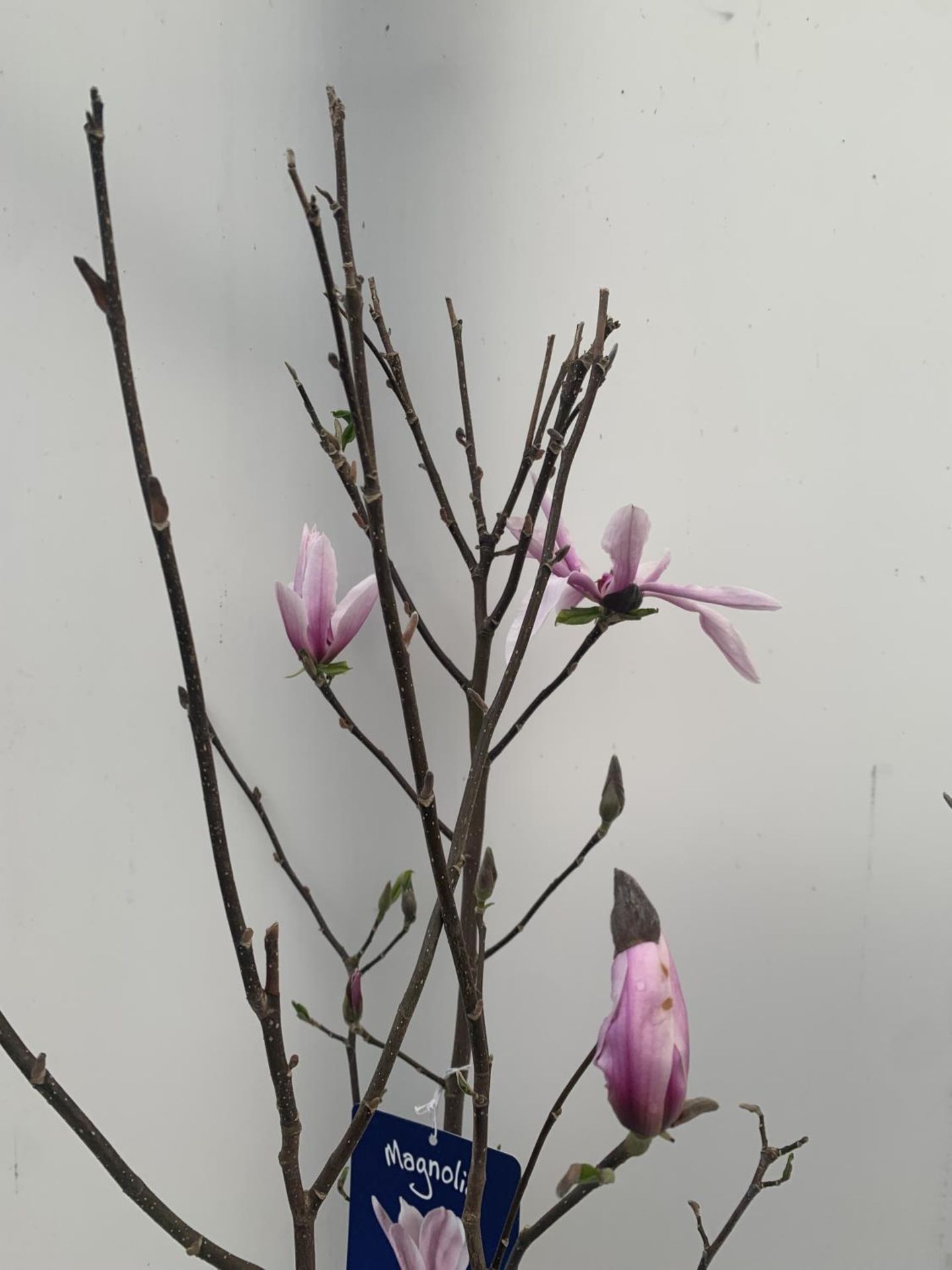ONE MAGNOLIA 'BETTY' PINK IN A 7 LTR POT APPROX 130CM IN HEIGHT PLUS VAT - Image 4 of 5