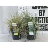 TWO HARDY ORNAMENTAL GRASSES CAREX 'EVEREST' AND 'EVERGOLD' IN 3 LTR POTS APPROX 55CM IN HEIGHT PLUS