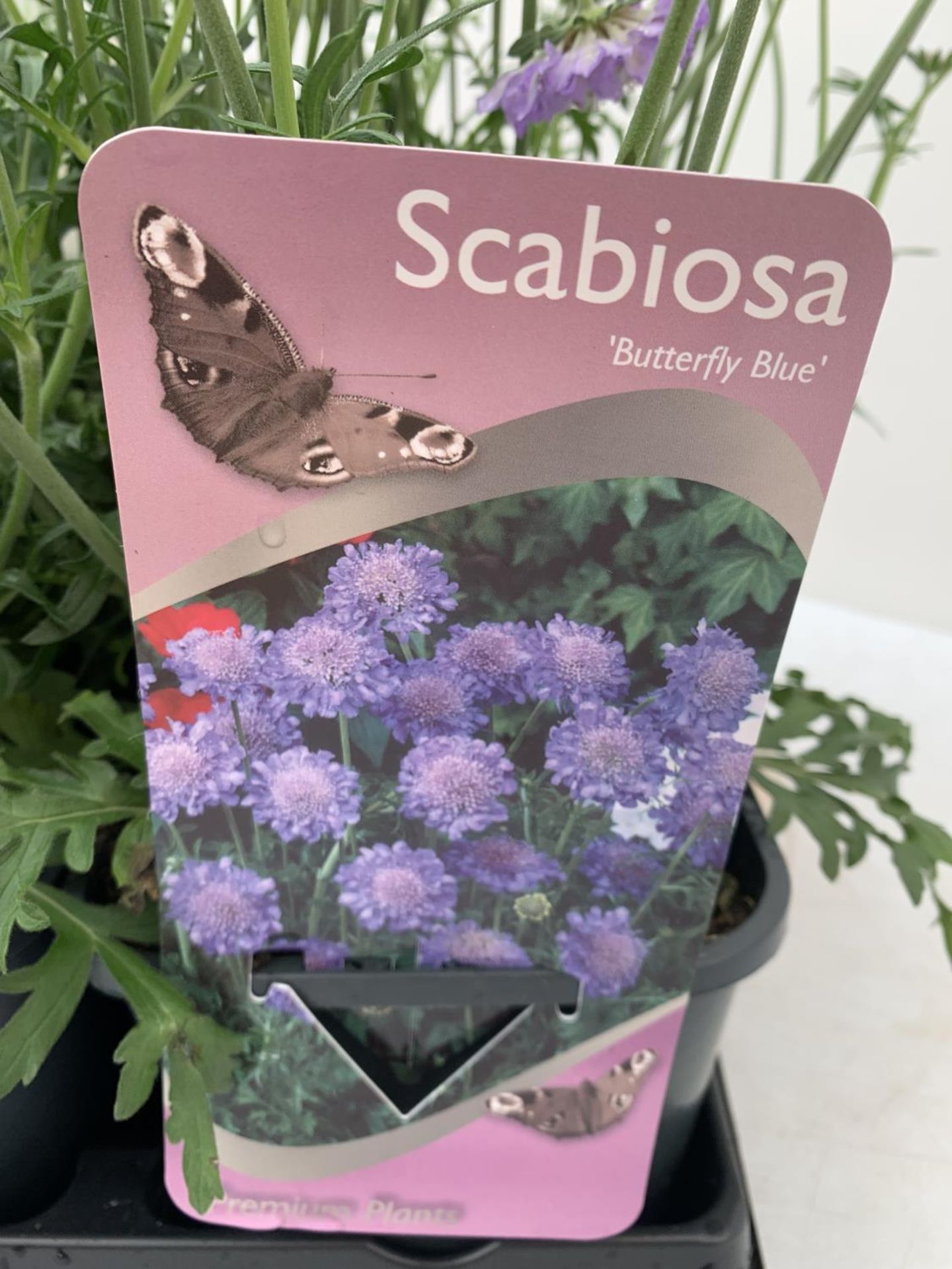SIX SCABIOSA BUTTERFLY BLUE IN 2 LTR POTS 50-60CM TALL TO BE SOLD FOR THE SIX PLUS VAT - Image 4 of 4