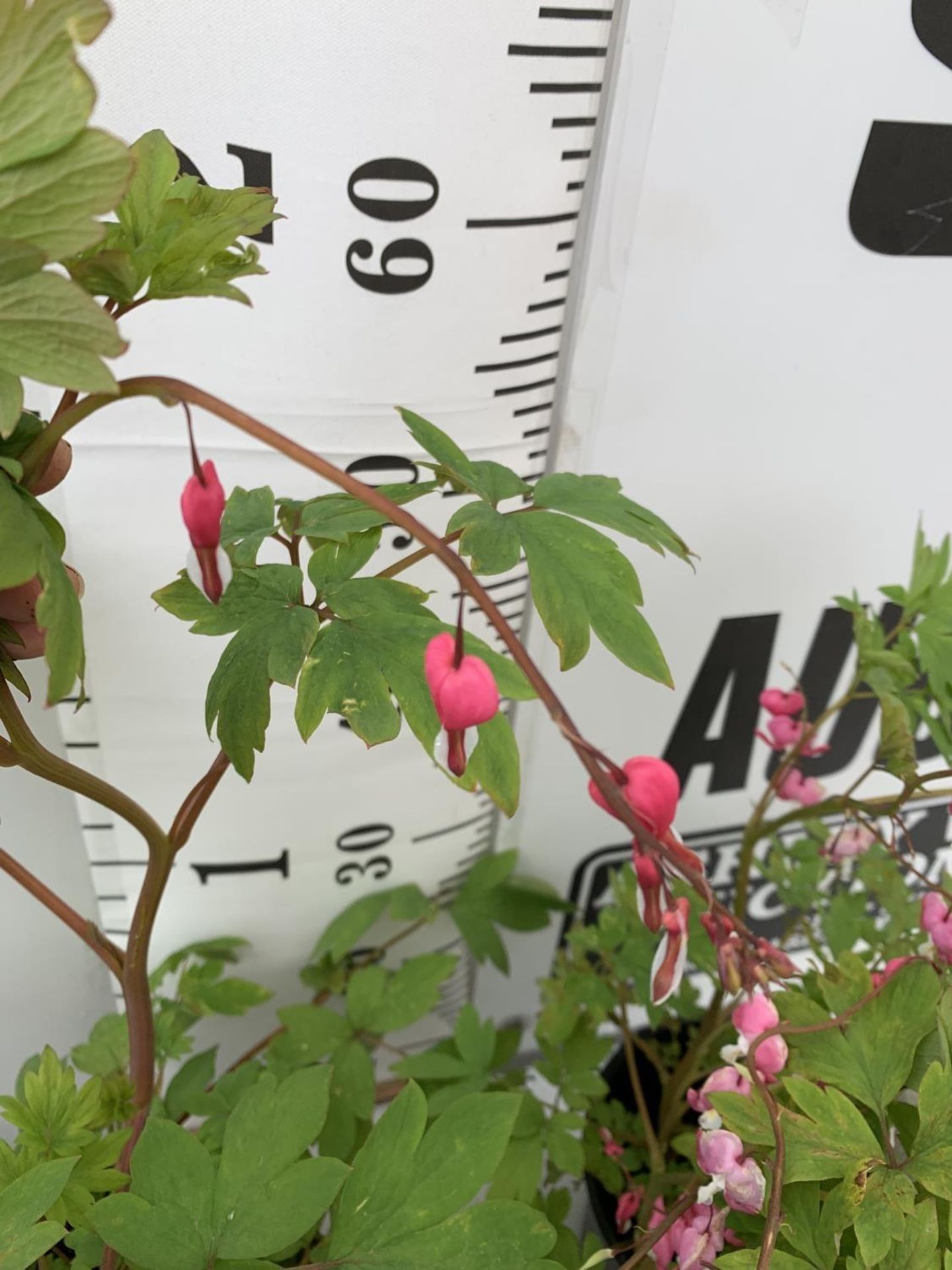 SIX DICENTRA SPECTABILIS BLEEDING HEART 50CM TALL IN 2 LTR POTS TO BE SOLD FOR THE SIX PLUS VAT - Image 8 of 11