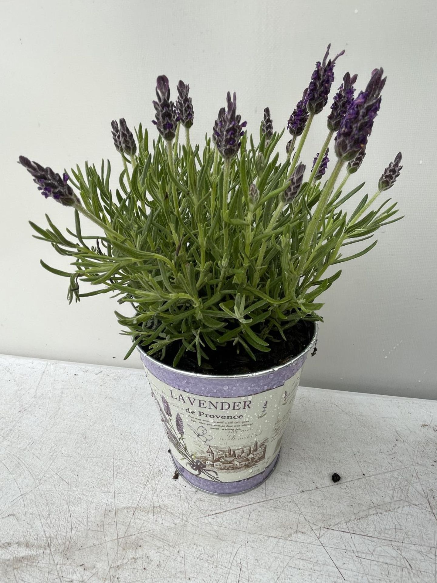 SIX LAVENDULA ST ANOUK COLLECTION IN DECORATIVE METAL POTS TO BE SOLD FOR THE SIX NO VAT - Image 3 of 6