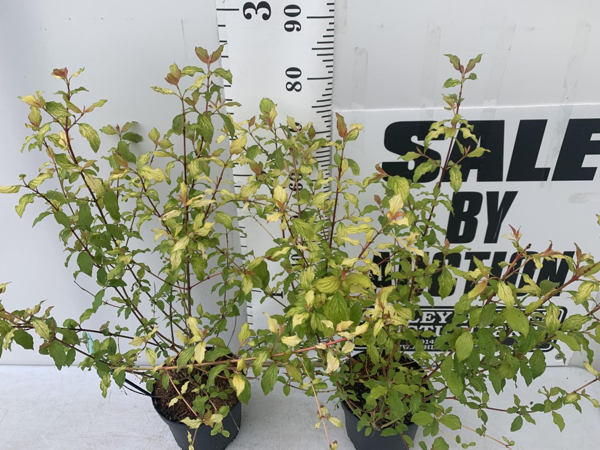 TWO CORNUS SANGUINEA 'MIDWINTER FIRE' IN 4 LTR POTS APPROX 90CM IN HEIGHT PLUS VAT TO BE SOLD FOR - Image 2 of 4