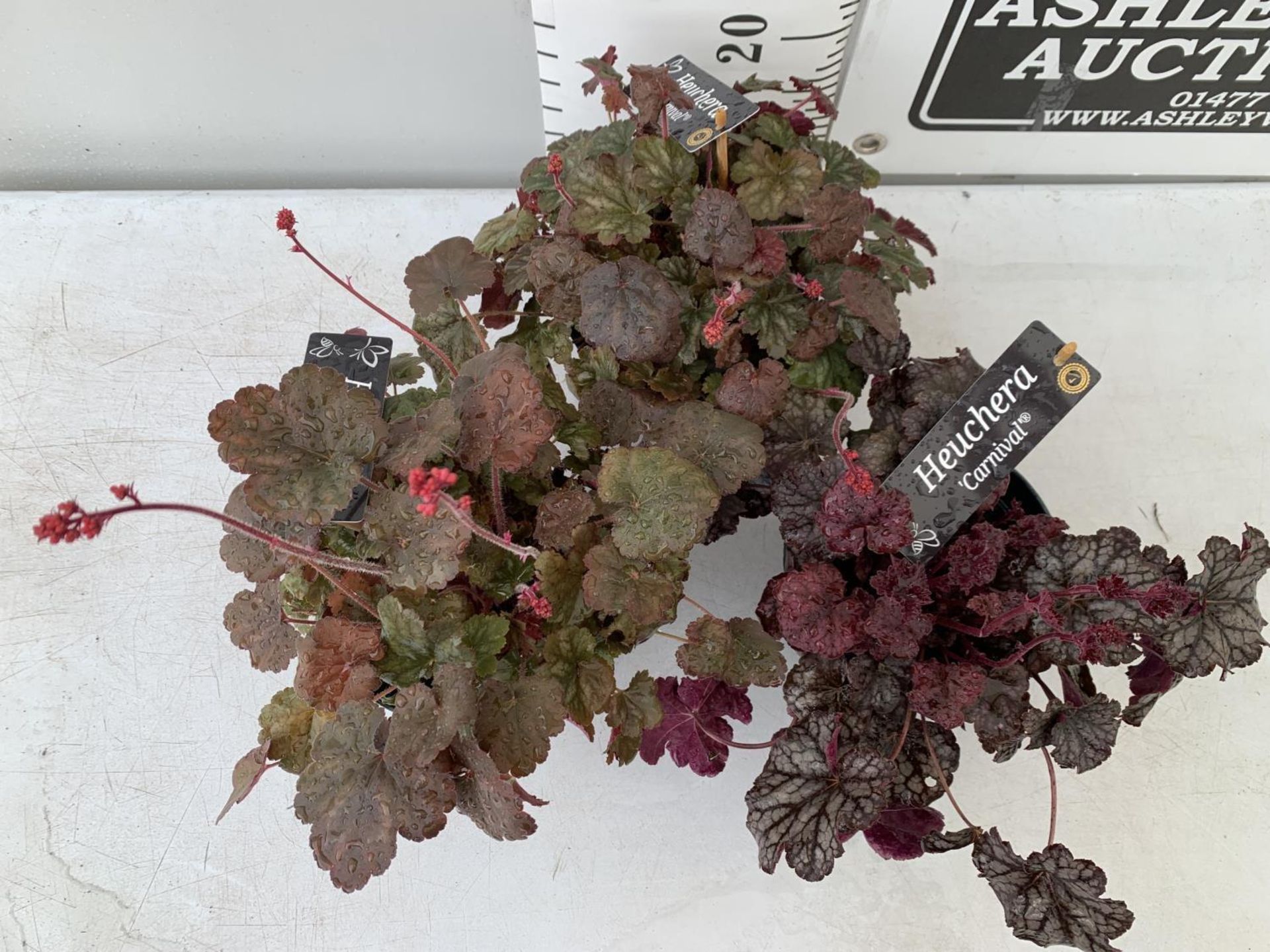 THREE HEUCHERA 'CARNIVAL' IN 2 LTR POTS PLUS VAT TO BE SOLD FOR THE THREE - Image 4 of 10