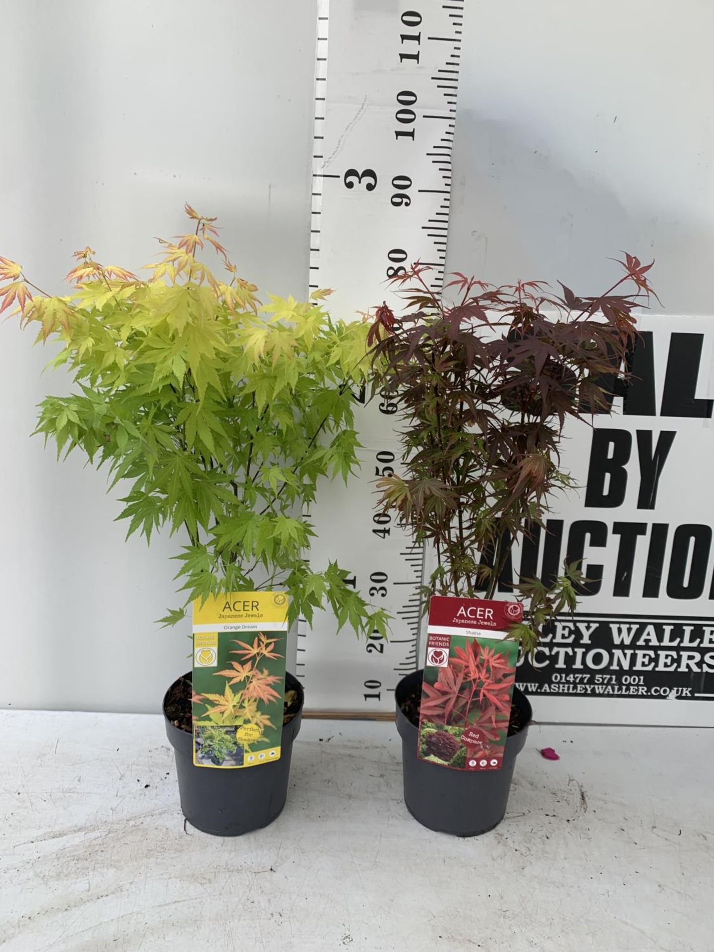 TWO ACER PALMATUM JAPANESE JEWELS IN 3 LTR POTS TO INCLUDE AN ORANGE DREAM AND A SHAINA 70 -80CM