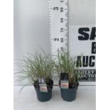 TWO ORNAMENTAL GRASSES 'MISCANTHUS RED CHIEF' IN 4 LTR POTS APPROX 50CM IN HEIGHT PLUS VAT TO BE
