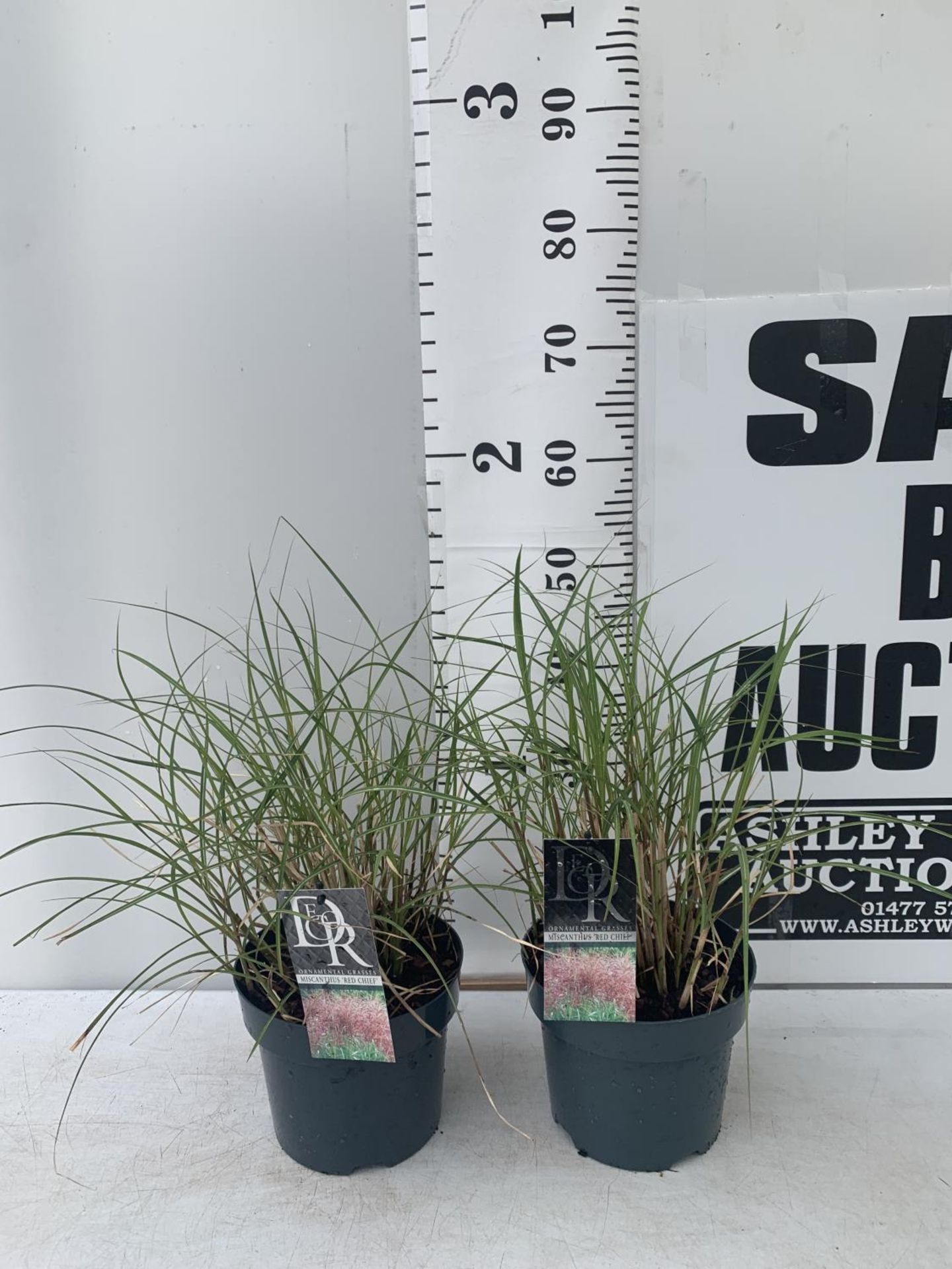 TWO ORNAMENTAL GRASSES 'MISCANTHUS RED CHIEF' IN 4 LTR POTS APPROX 50CM IN HEIGHT PLUS VAT TO BE