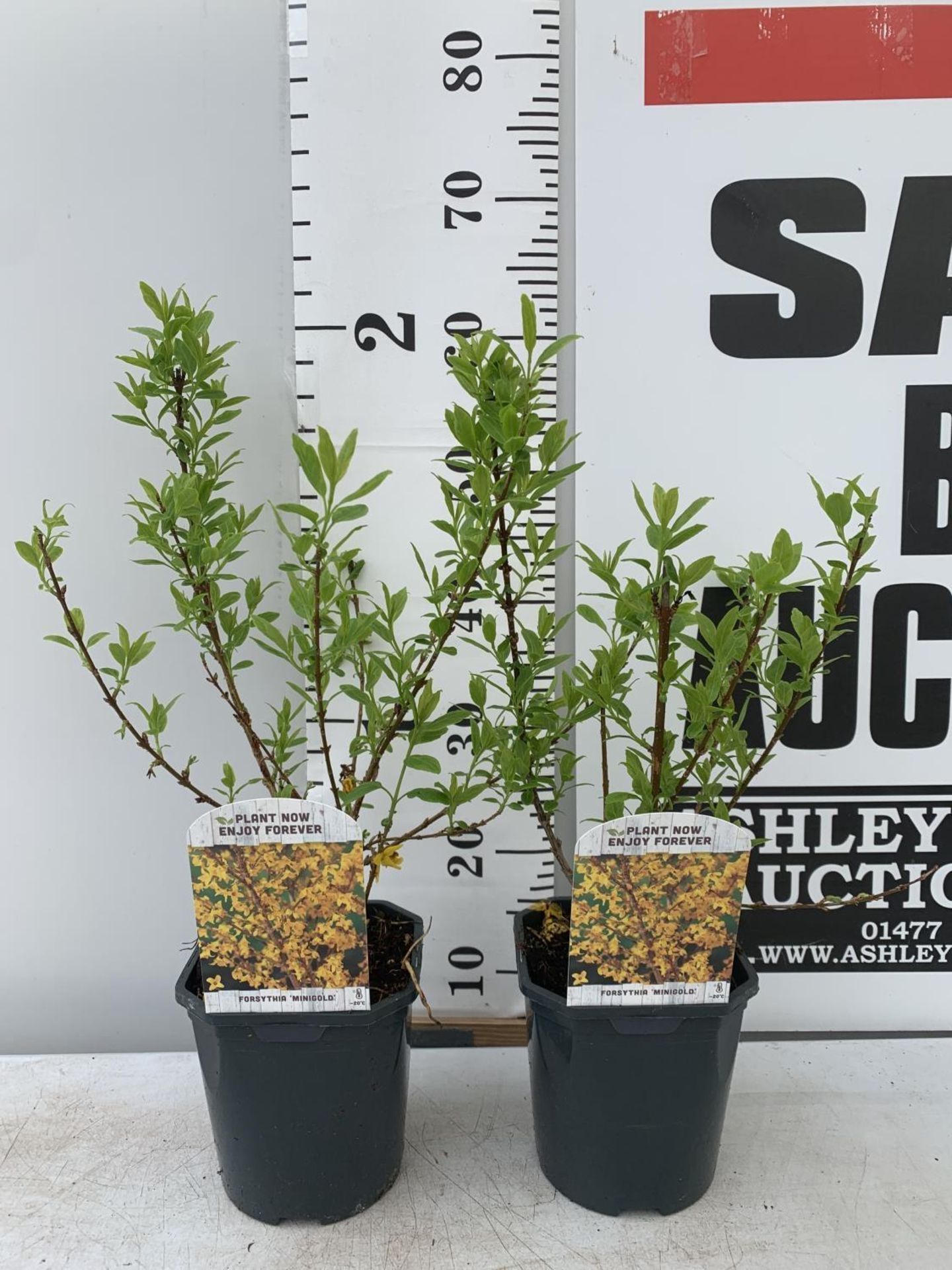 TWO FORSYTHIA 'MINIGOLD' APPROX 60CM IN HEIGHT IN 2 LTR POTS PLUS VAT TO BE SOLD FOR THE TWO
