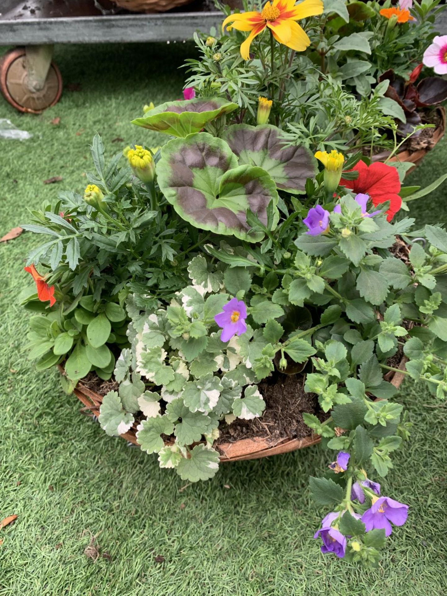FOUR WICKER HANGING BASKETS WITH MIXED BEDDING AND TRAILING PLANTS TO INCLUDE PETUNIA, MARIGOLD, - Image 5 of 6