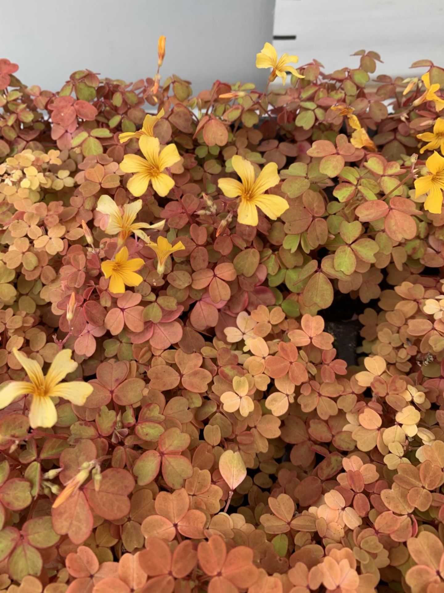 EIGHTY OXALIS 'MOLTEN LAVA' PLANTS ON A TRAY PLUS VAT TO BE SOLD FOR THE 80 - Image 3 of 4