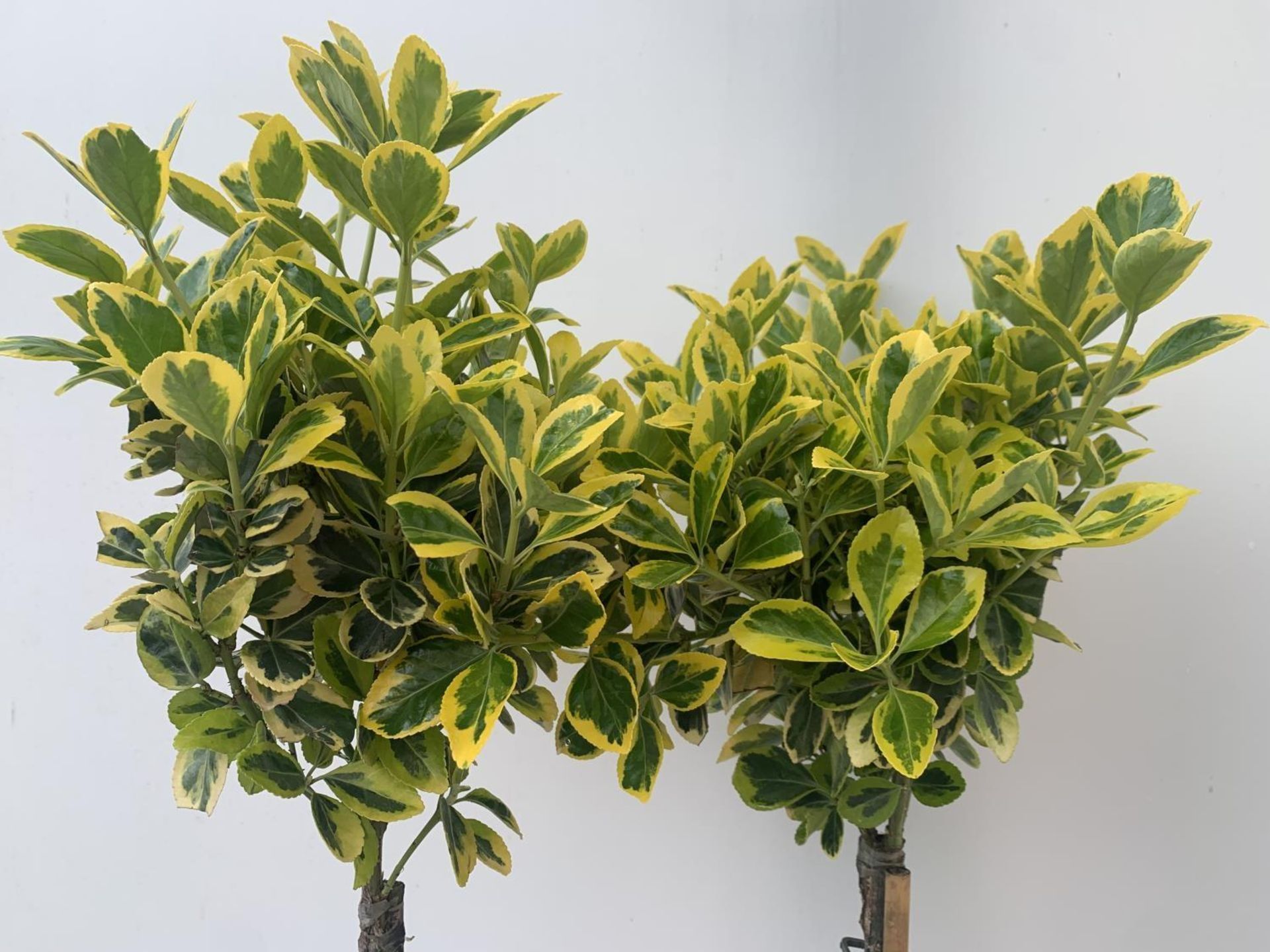 TWO STANDARD EUONYMUS JAPONICUS 'MARIEKE' IN 3 LTR POTS APPROX A METRE IN HEIGHT PLUS VAT TO BE SOLD - Image 3 of 5