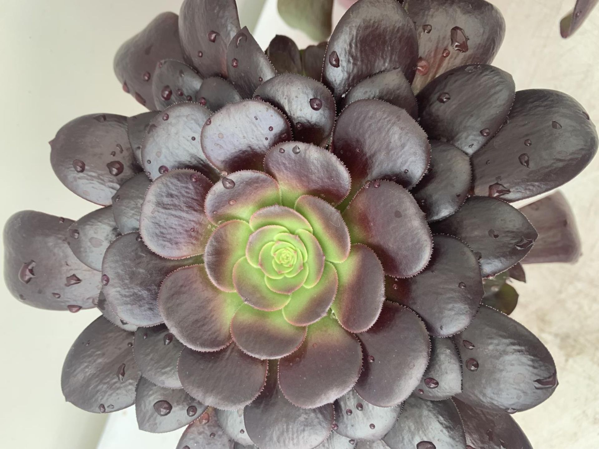 TWO AEONIUM ARBOREUM VELOURS IN 1 LTR POTS 25CM IN HEIGHT PLUS VAT TO BE SOLD FOR THE TWO - Image 4 of 5