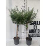 TWO ROSEMARY OFFICINALIS STANDARD TREES APPROX 120CM IN HEIGHT IN 3LTR POTS NO VAT TO BE SOLD FOR