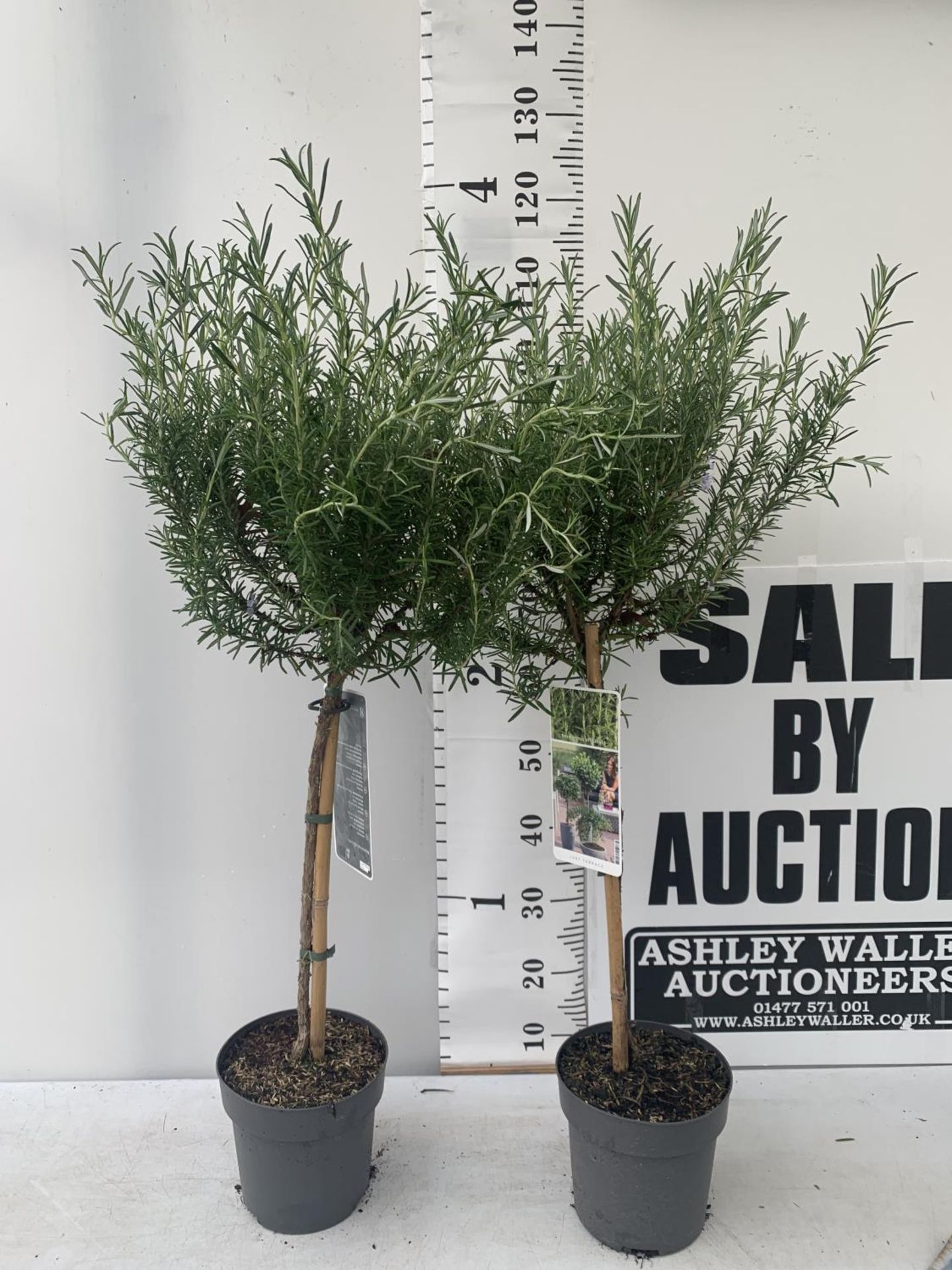 TWO ROSEMARY OFFICINALIS STANDARD TREES APPROX 120CM IN HEIGHT IN 3LTR POTS NO VAT TO BE SOLD FOR