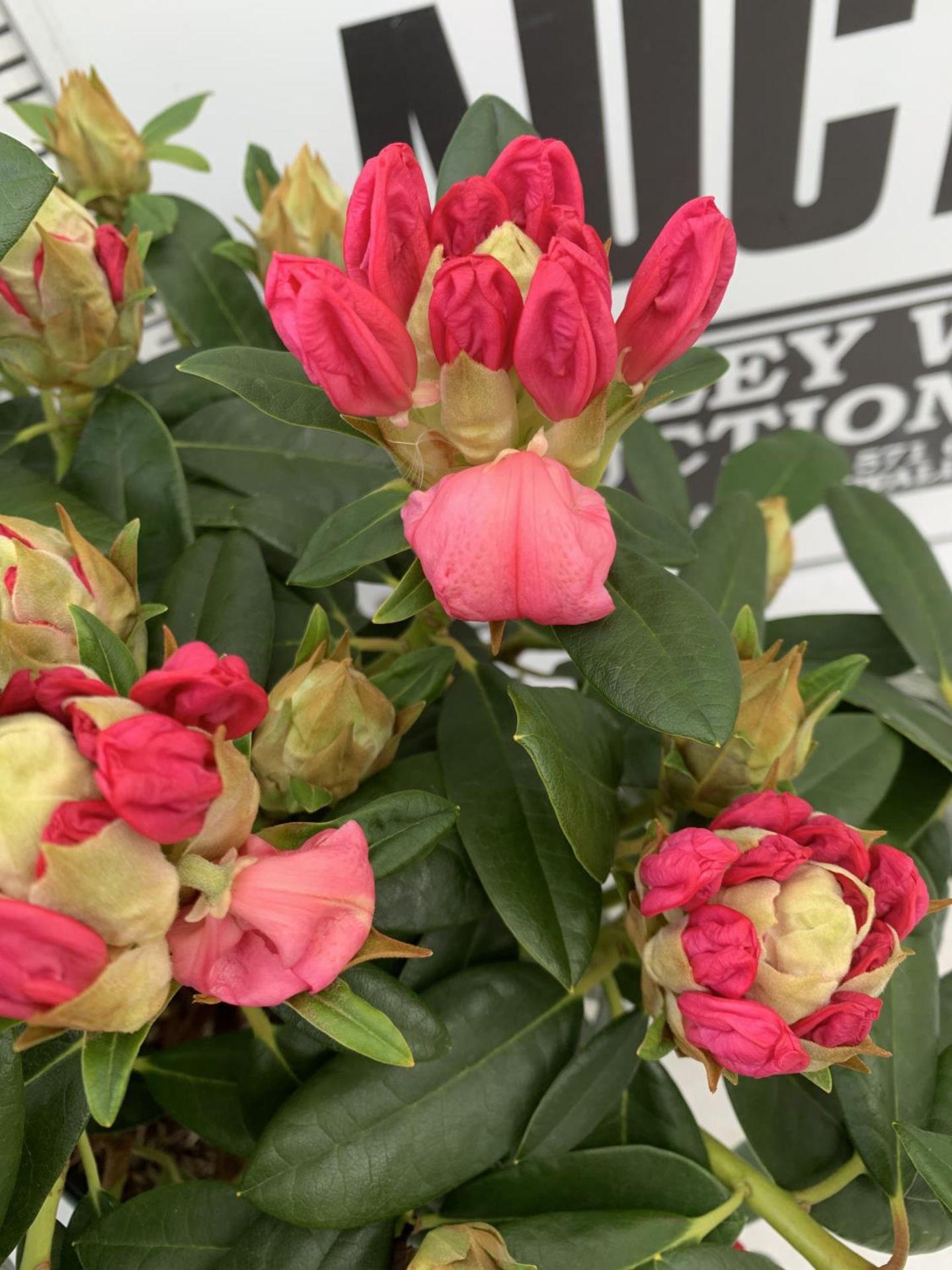 TWO RHODODENDRONS RED 'PERCY WISEMAN' IN 5 LTR POTS 60CM TALL PLUS VAT TO BE SOLD FOR THE TWO - Image 3 of 4