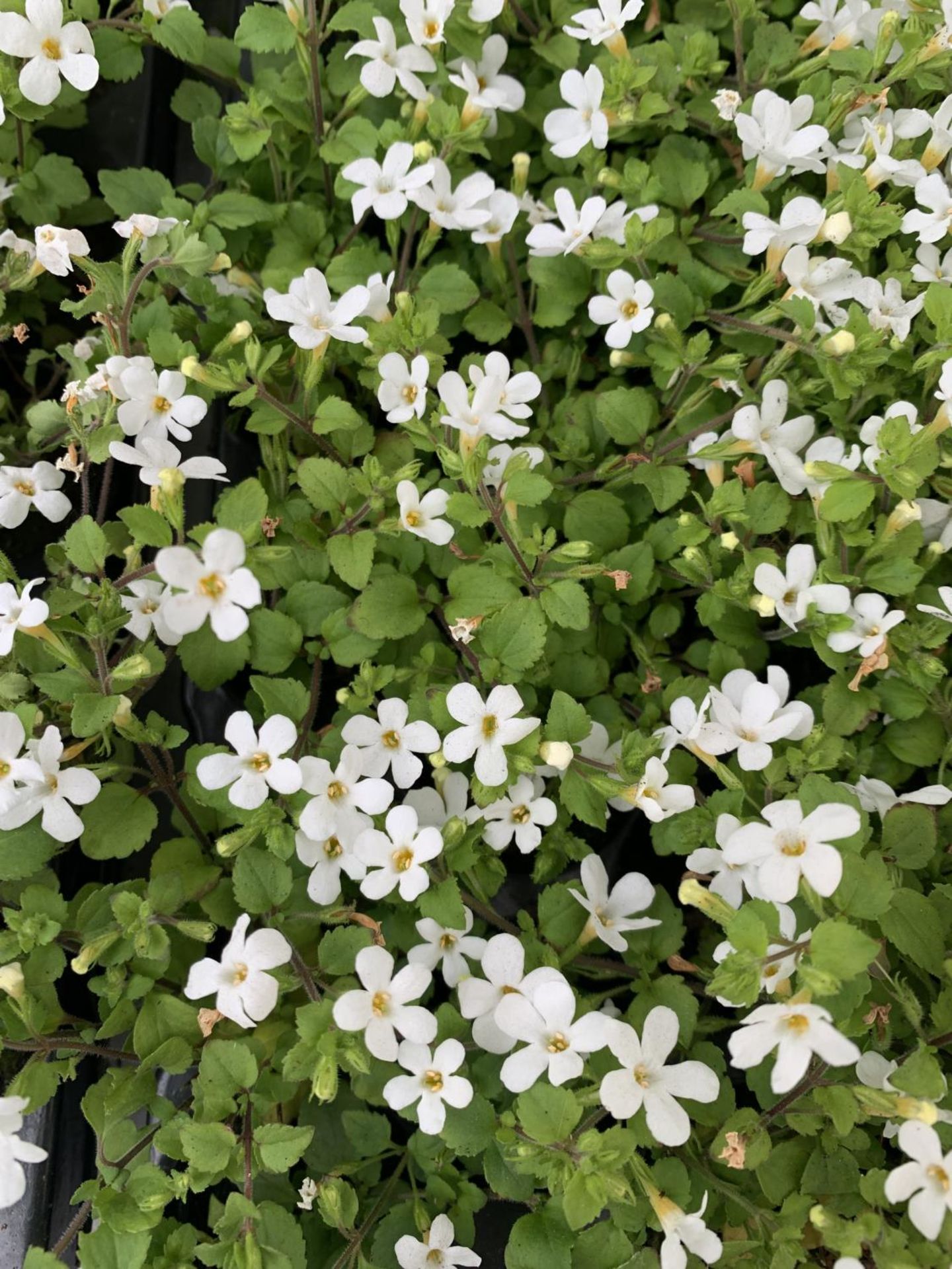 ONE HUNDRED AND SIXTY BACOPA 'SNOWFLAKE' BEDDING PLANTS ON A TWO TRAYS PLUS VAT TO BE SOLD FOR THE - Image 2 of 3