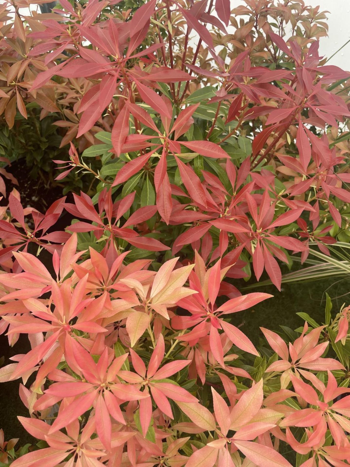 FIVE MIXED PIERIS TO INCLUDE PRELUDE, LITTLE HEATH GREEN, FOREST FLAME ETC 50-70CM TALL TO BE SOLD - Image 7 of 15
