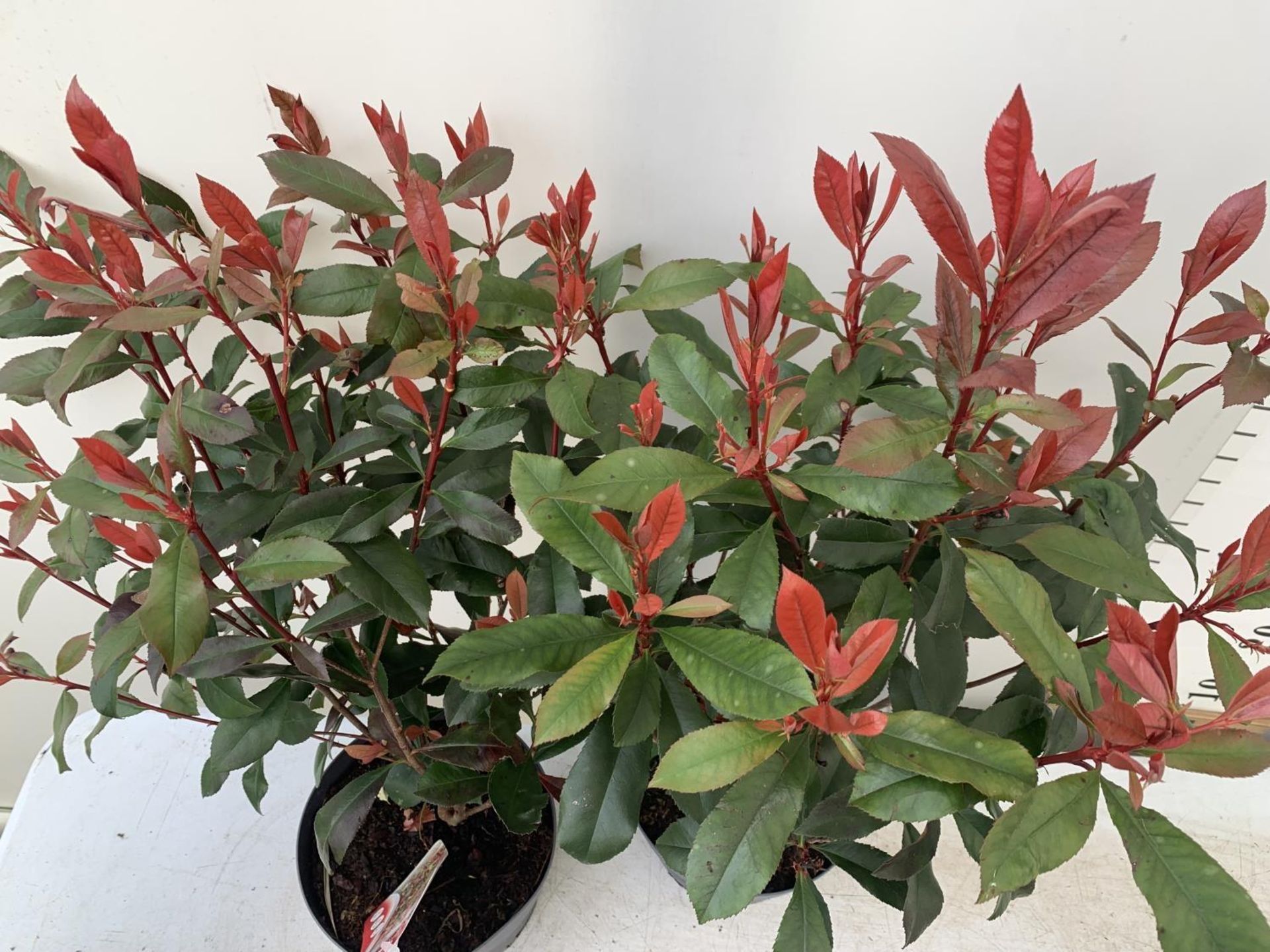 TWO PHOTINIA 'CARRE ROUGE' IN 3 LTR POTS APPROX 70CM IN HEIGHT PLUS VAT TO BE SOLD FOR THE TWO - Image 4 of 6