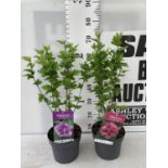 TWO HIBISCUS SYRIACUS PINK 'DUC DE BRABANT' AND 'ARDENS' LIGHT PURPLE APPROX 70CM IN HEIGHT IN 3 LTR