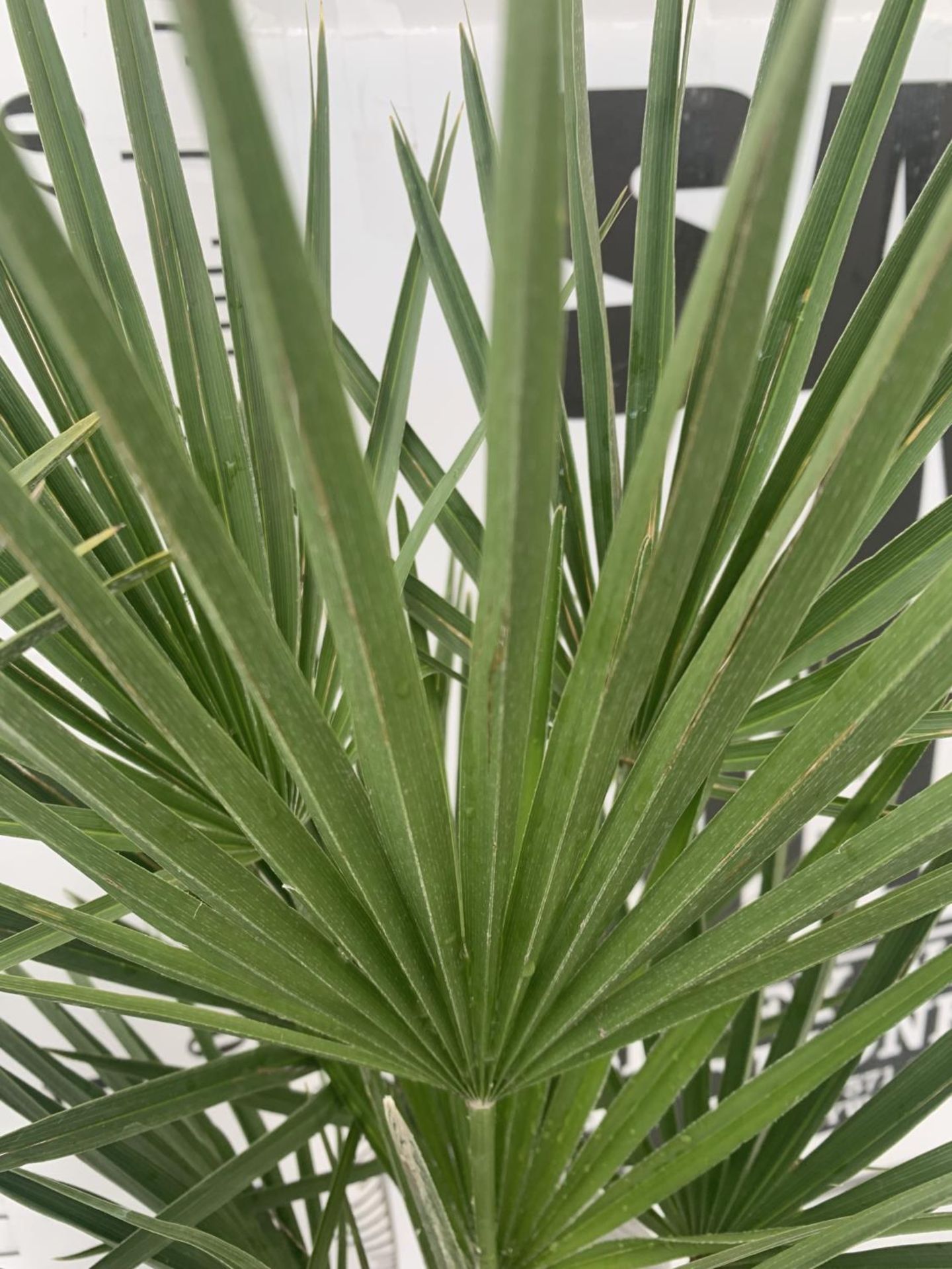 TWO CHAMAEROPS HUMILIS HARDY IN 3 LTR POTS APPROX 70CM IN HEIGHT PLUS VAT TO BE SOLD FOR THE TWO - Image 3 of 4