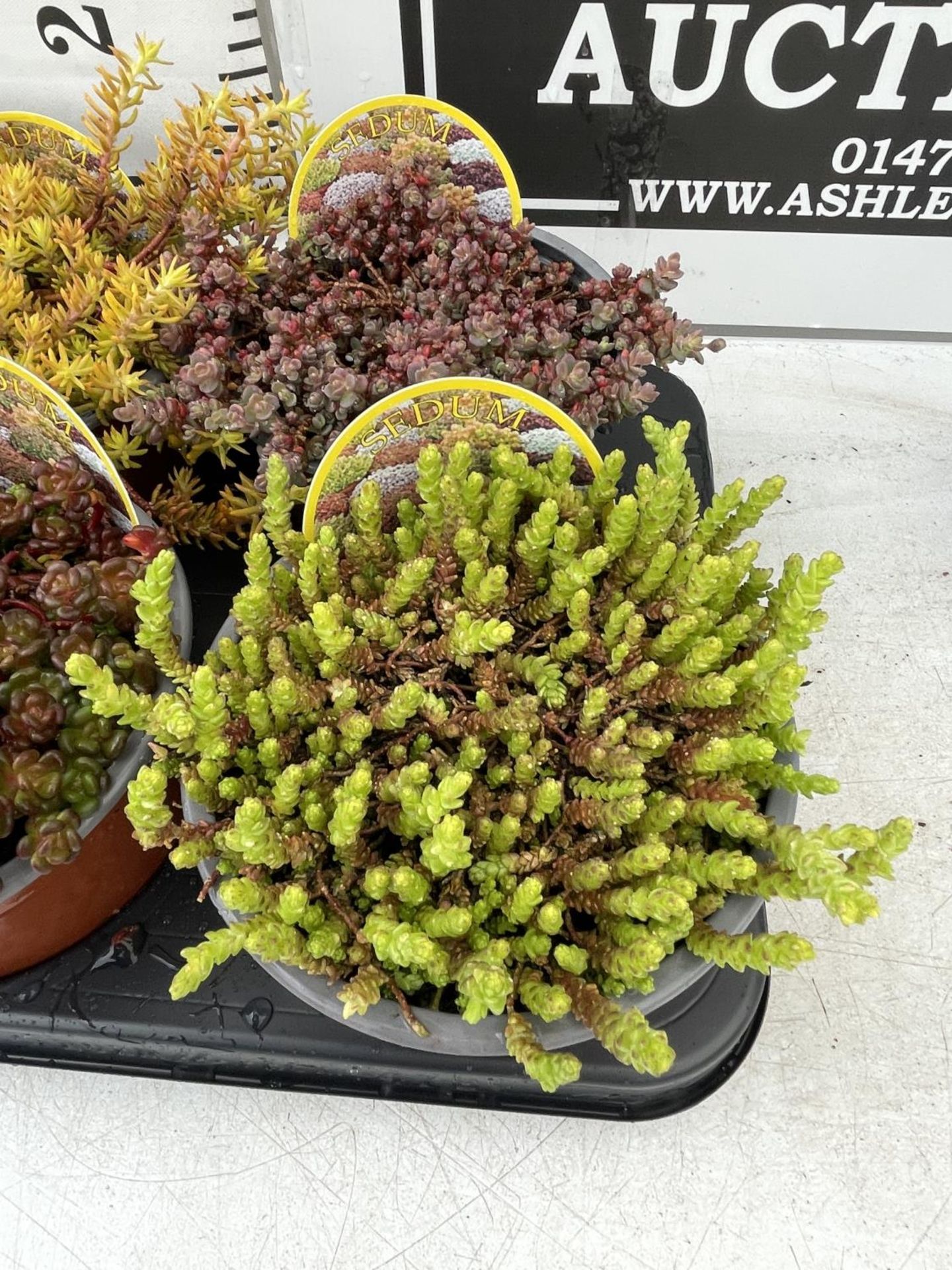 EIGHT VARIOUS VARIETIES OF SEDUM WITH CARDS IN SIZE P13 POTS TO BE SOLD FOR THE EIGHT PLUS VAT - Image 5 of 6