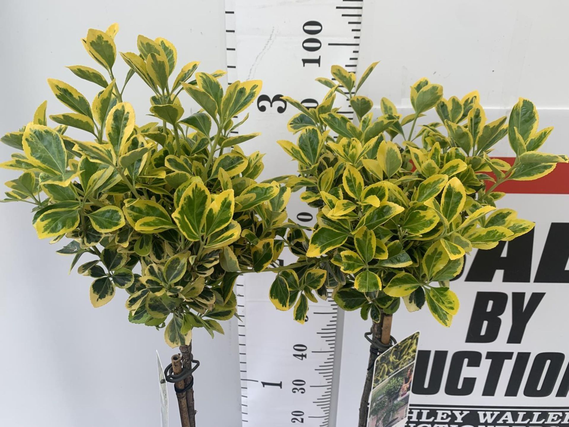 TWO STANDARD EUONYMUS JAPONICUS 'MARIEKE' IN 3 LTR POTS APPROX A METRE IN HEIGHT PLUS VAT TO BE SOLD - Image 2 of 5
