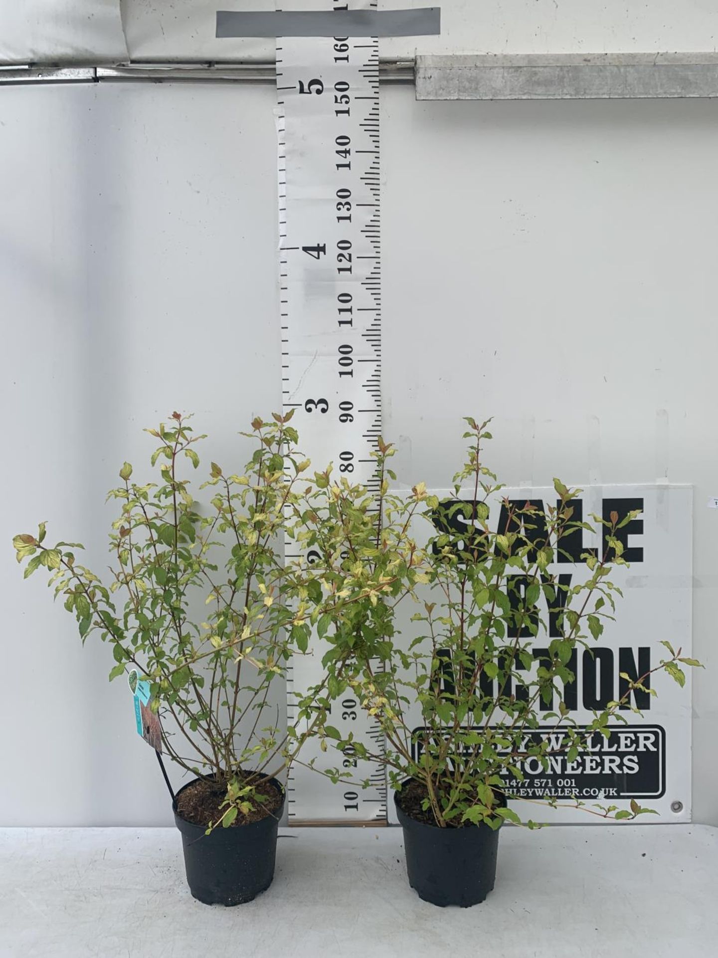 TWO CORNUS SANGUINEA 'MIDWINTER FIRE' IN 4 LTR POTS APPROX 90CM IN HEIGHT PLUS VAT TO BE SOLD FOR