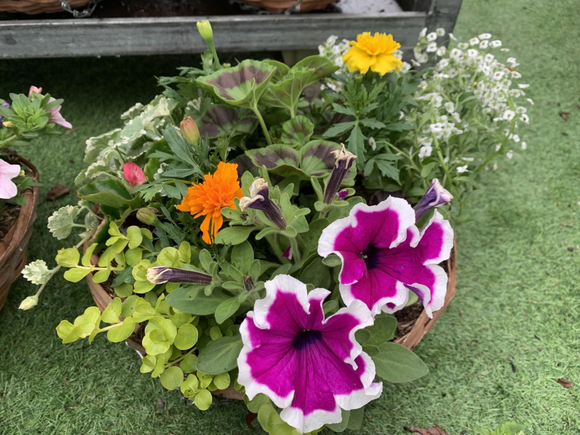 FOUR WICKER HANGING BASKETS WITH MIXED BEDDING AND TRAILING PLANTS TO INCLUDE PETUNIA, MARIGOLD, - Image 3 of 6