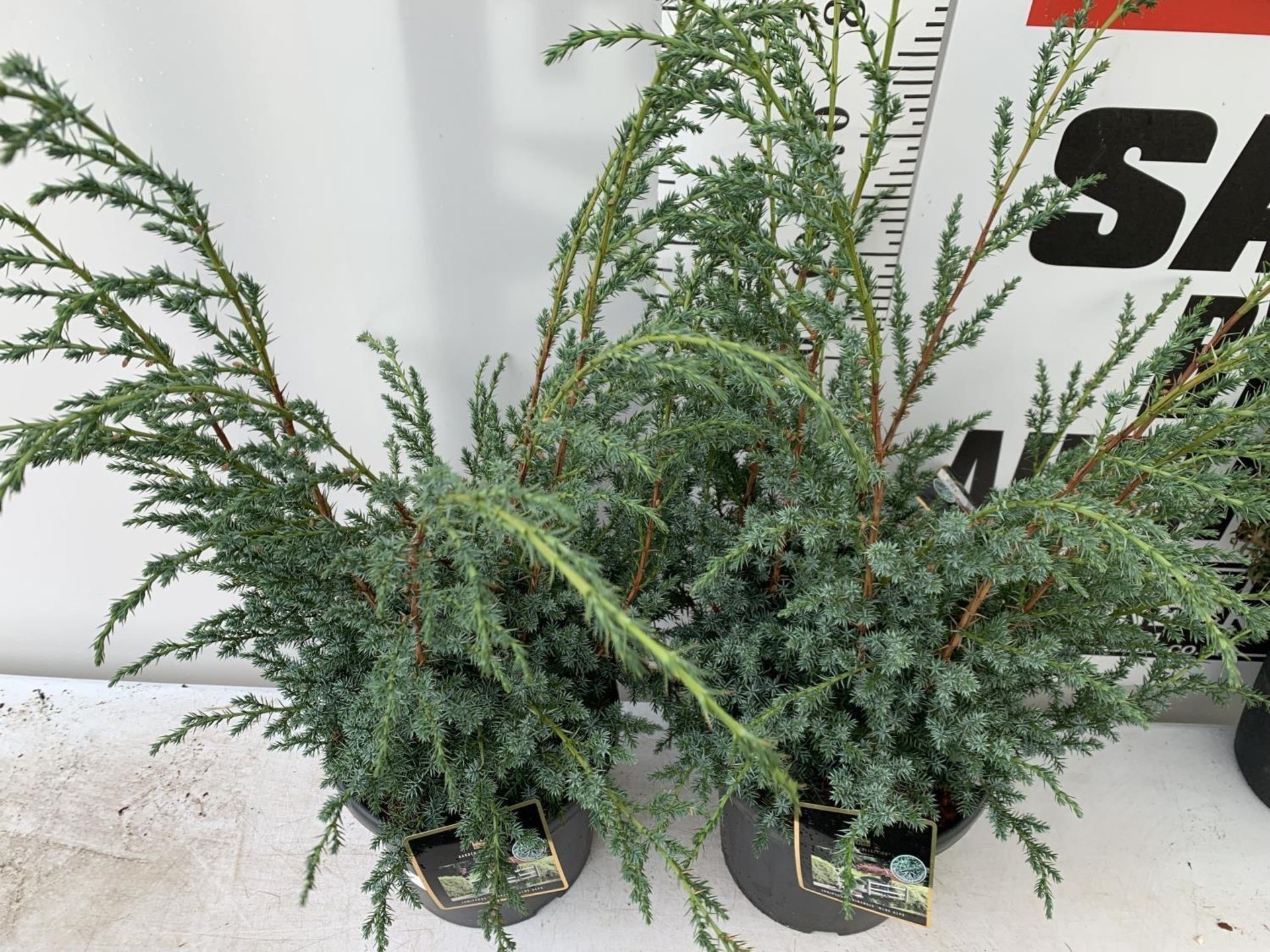 TWO JUNIPERUS CHINENSIS BLUE ALPS IN 7 LTR POTS A METRE IN HEIGHT PLUS VAT TO BE SOLD FOR THE TWO - Bild 6 aus 11