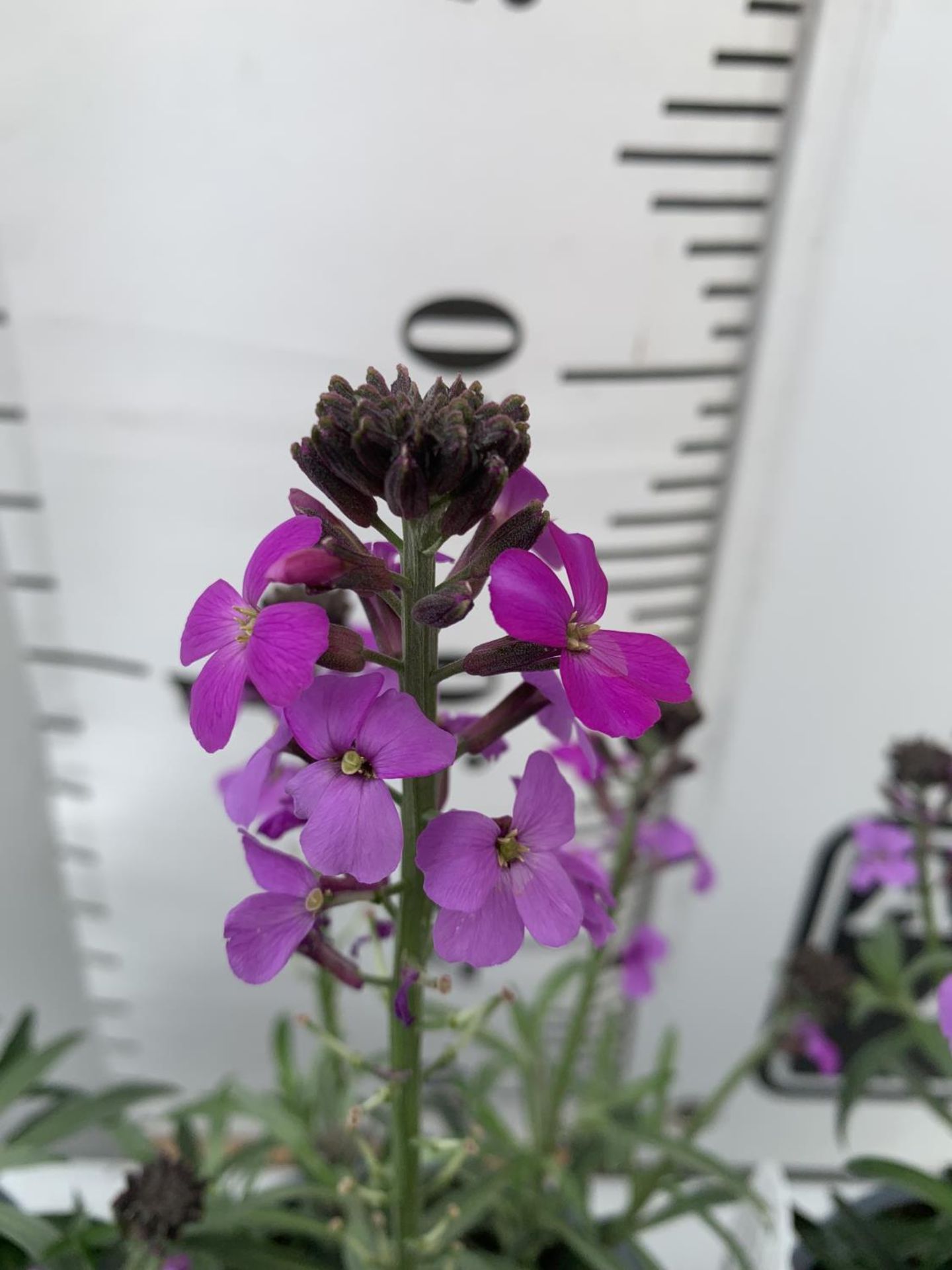 SIX ERYSIMUM BOWLES MAUVE IN 2 LTR POTS 40-50CM TALL TO BE SOLD FOR THE SIX PLUS VAT - Image 5 of 5