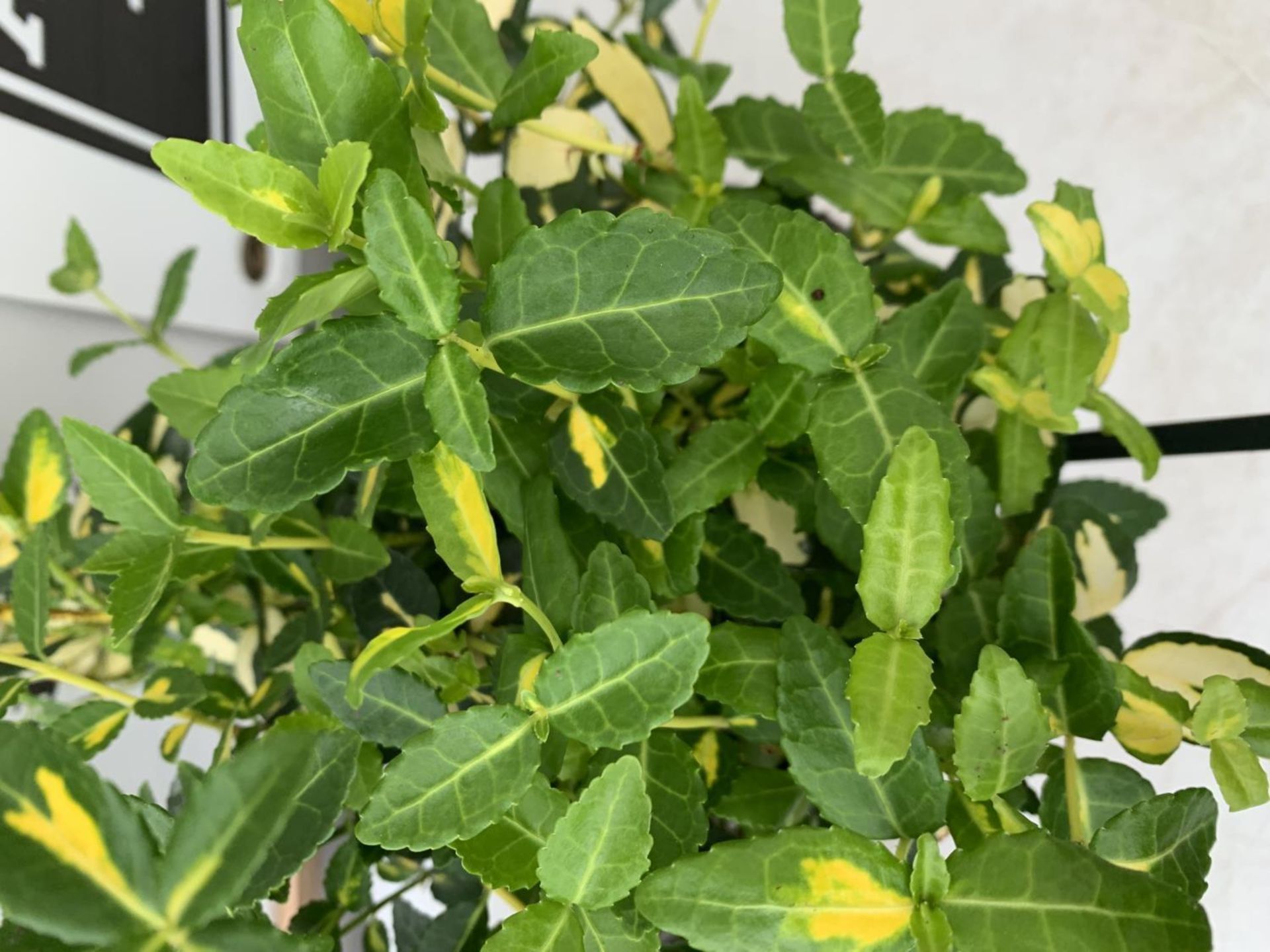 TWO EUONYMUS FORTUNA 'BLONDY' AND JAPONICA 'MICR ALBOVARIEGATUS' IN TWO LTR POTS HEIGHT 35CM PLUS - Image 6 of 6