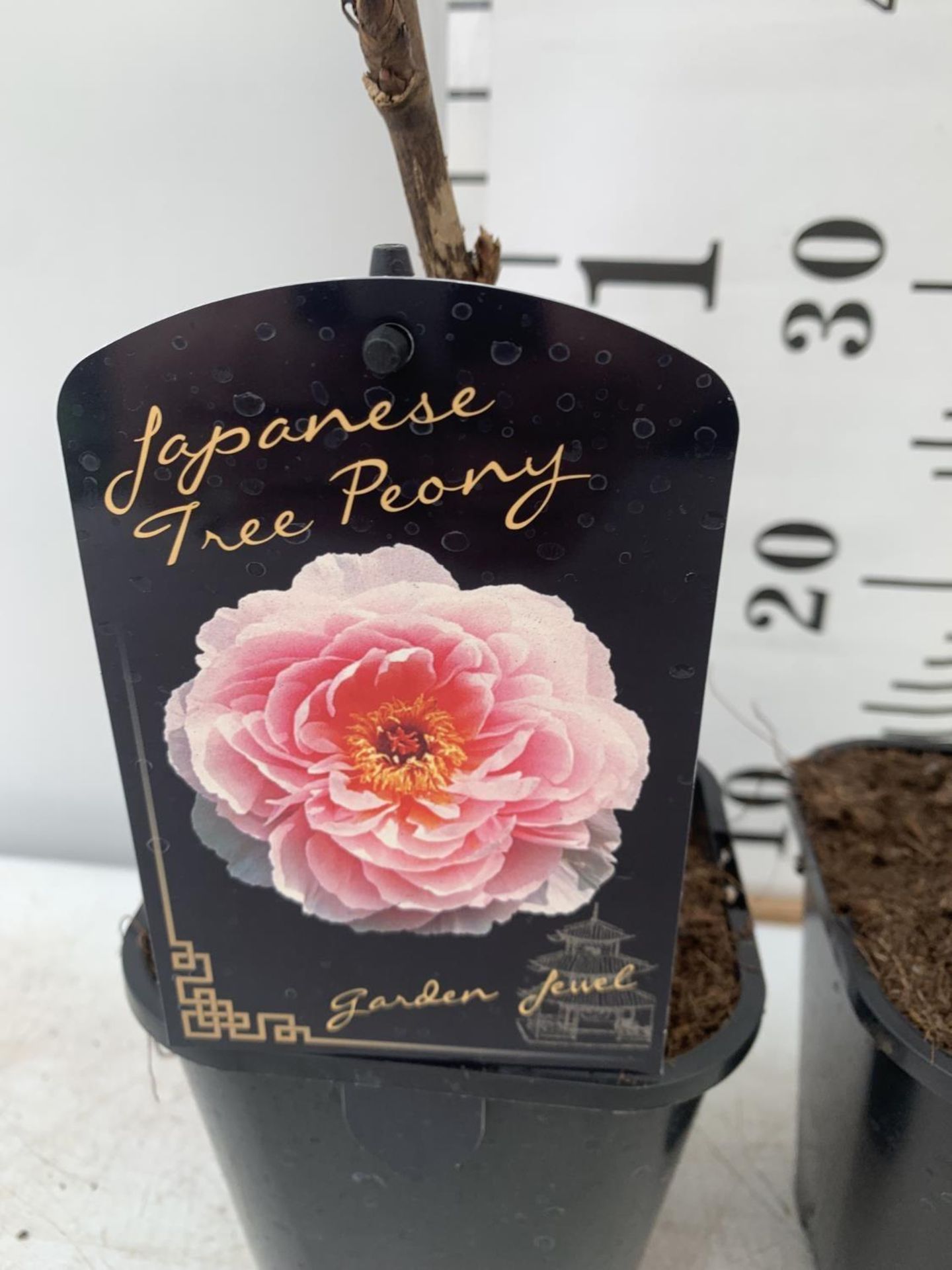 TWO JAPANESE TREE PEONIES IN RED AND PINK IN 1 LTR POTS HEIGHT 55CM PLUS VAT TO BE SOLD FOR THE TWO - Image 5 of 5